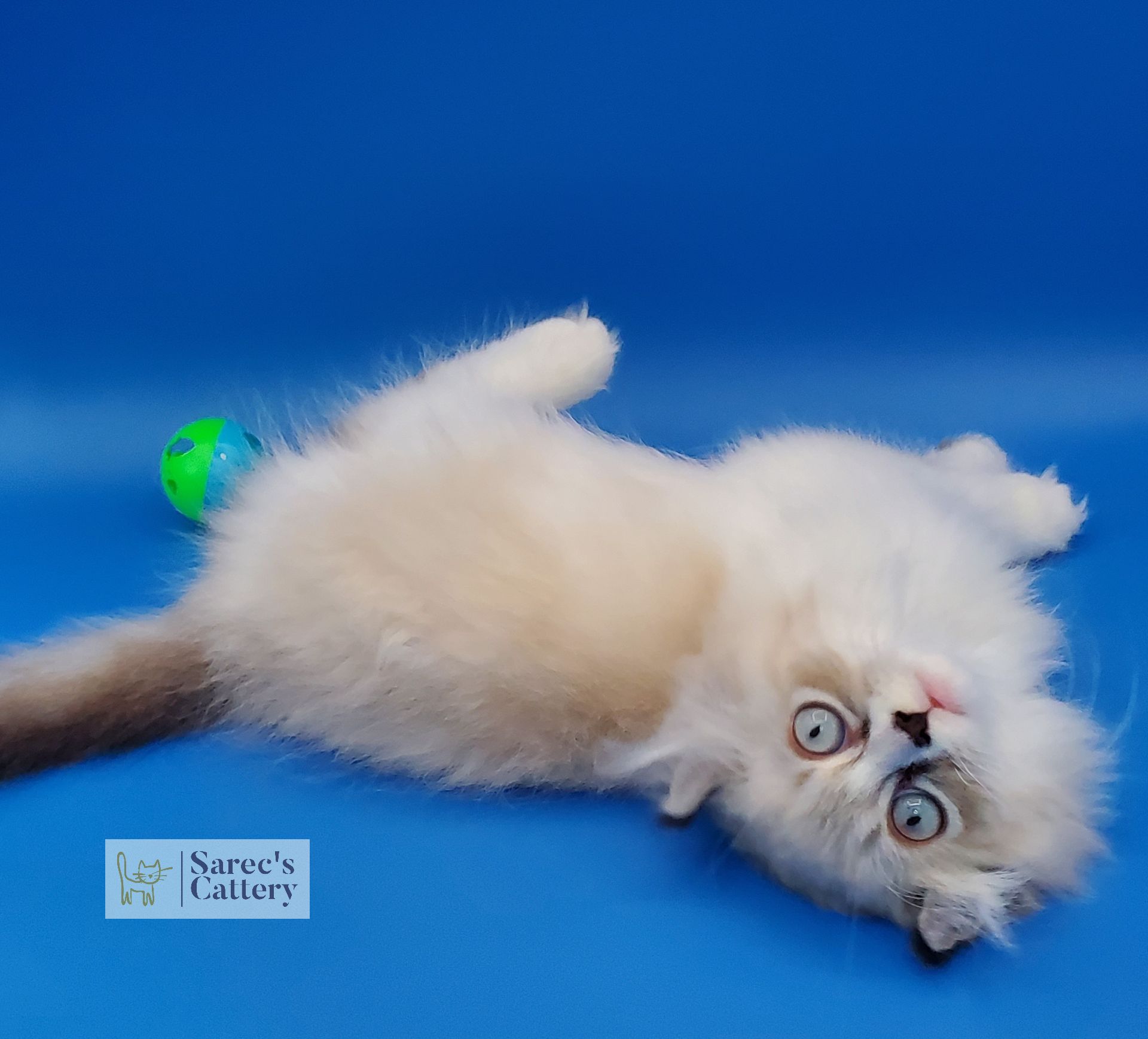 Kinkalow non-standard kitten rolling over