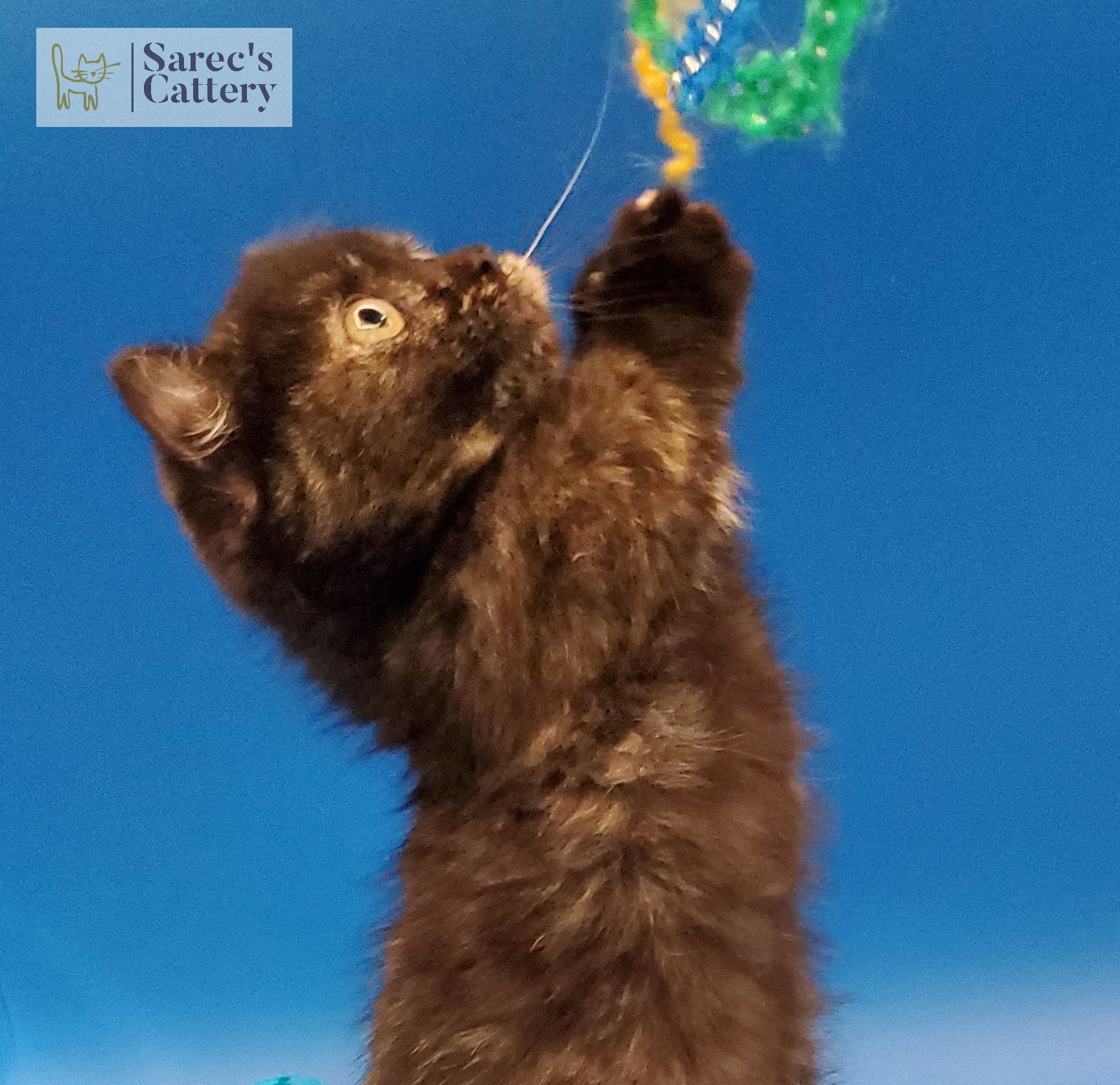 Kinkalow munchkin tortie kitten playing with toy