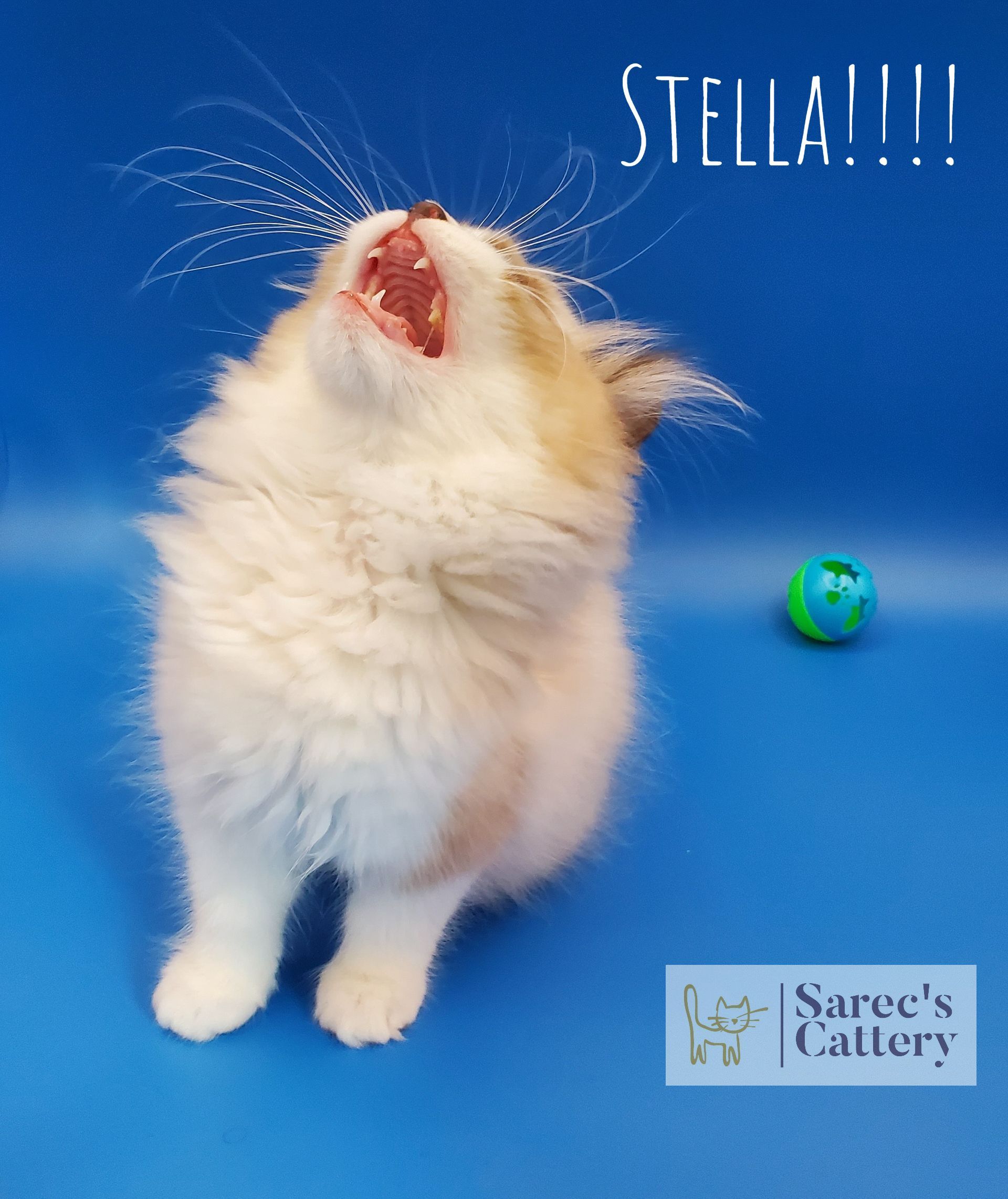 screaming kitten