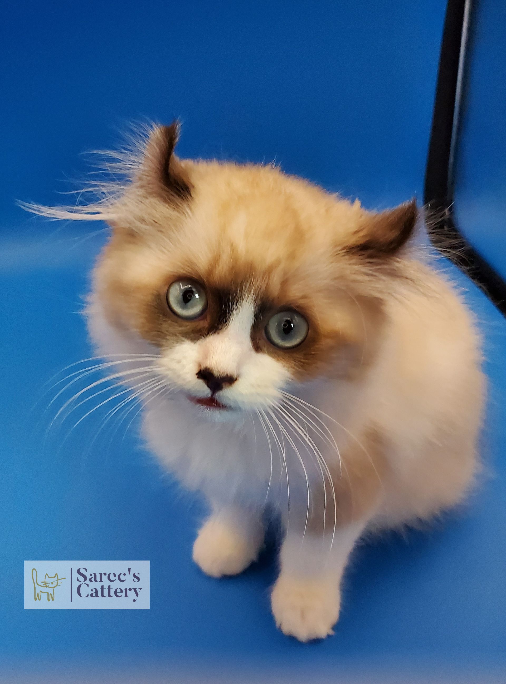 masked kinkalow chocolate point munchkin male kitten