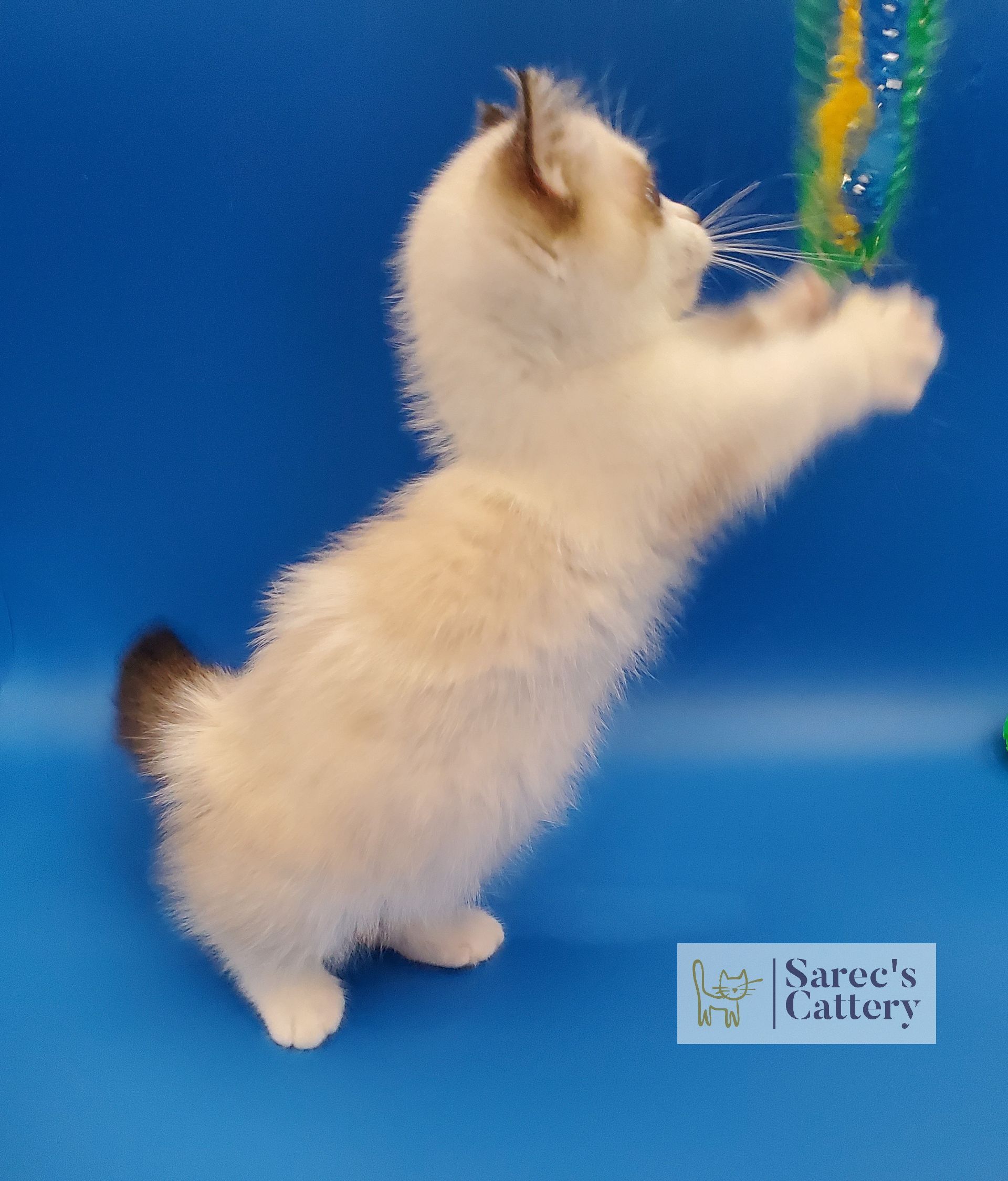 kitten playing with strings with little legs