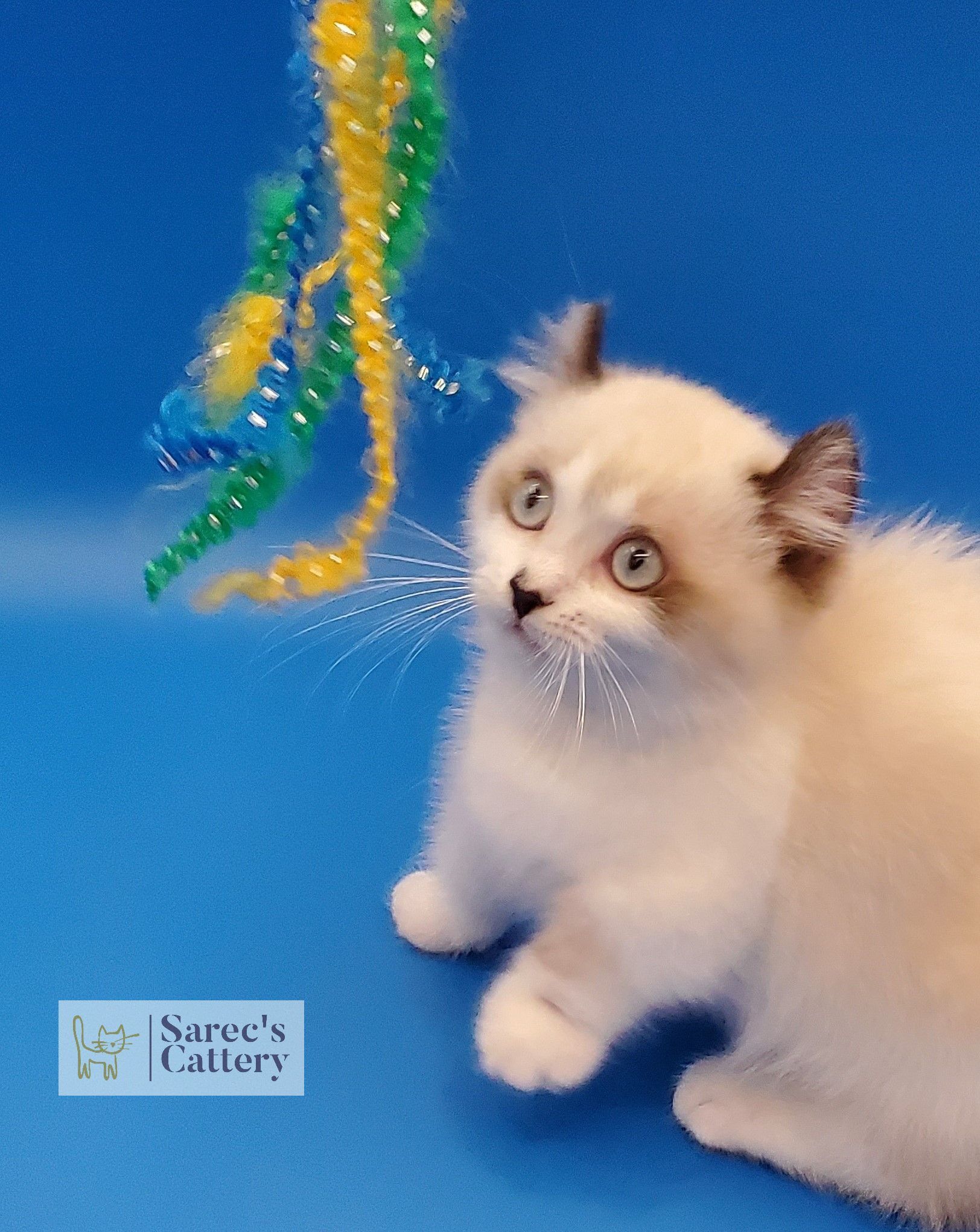 Kinkalow kitten playing with string