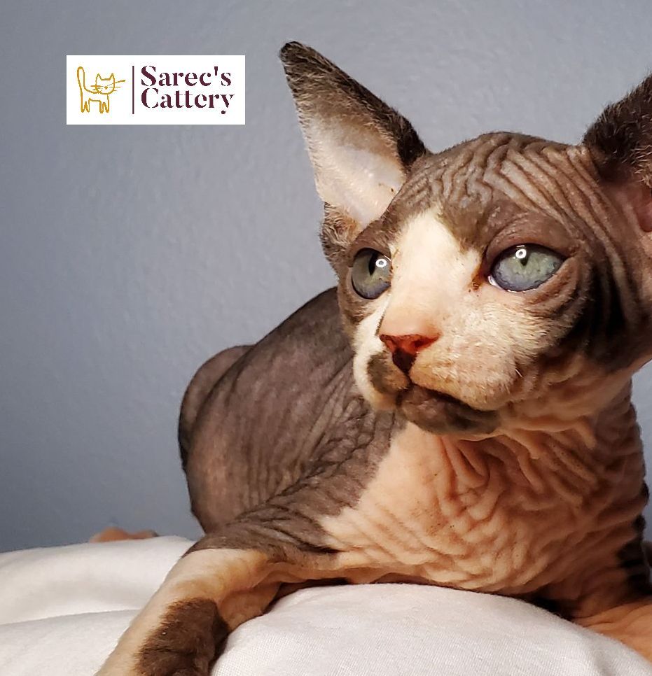 sphynx cat close up looking away laying on bed