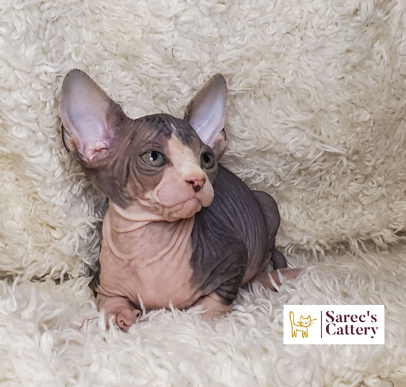 Sphynx kitten in blanket