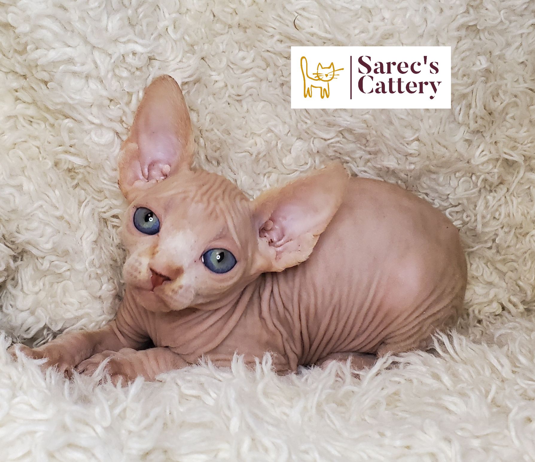 Sphynx kitten in blanket with wide eyes