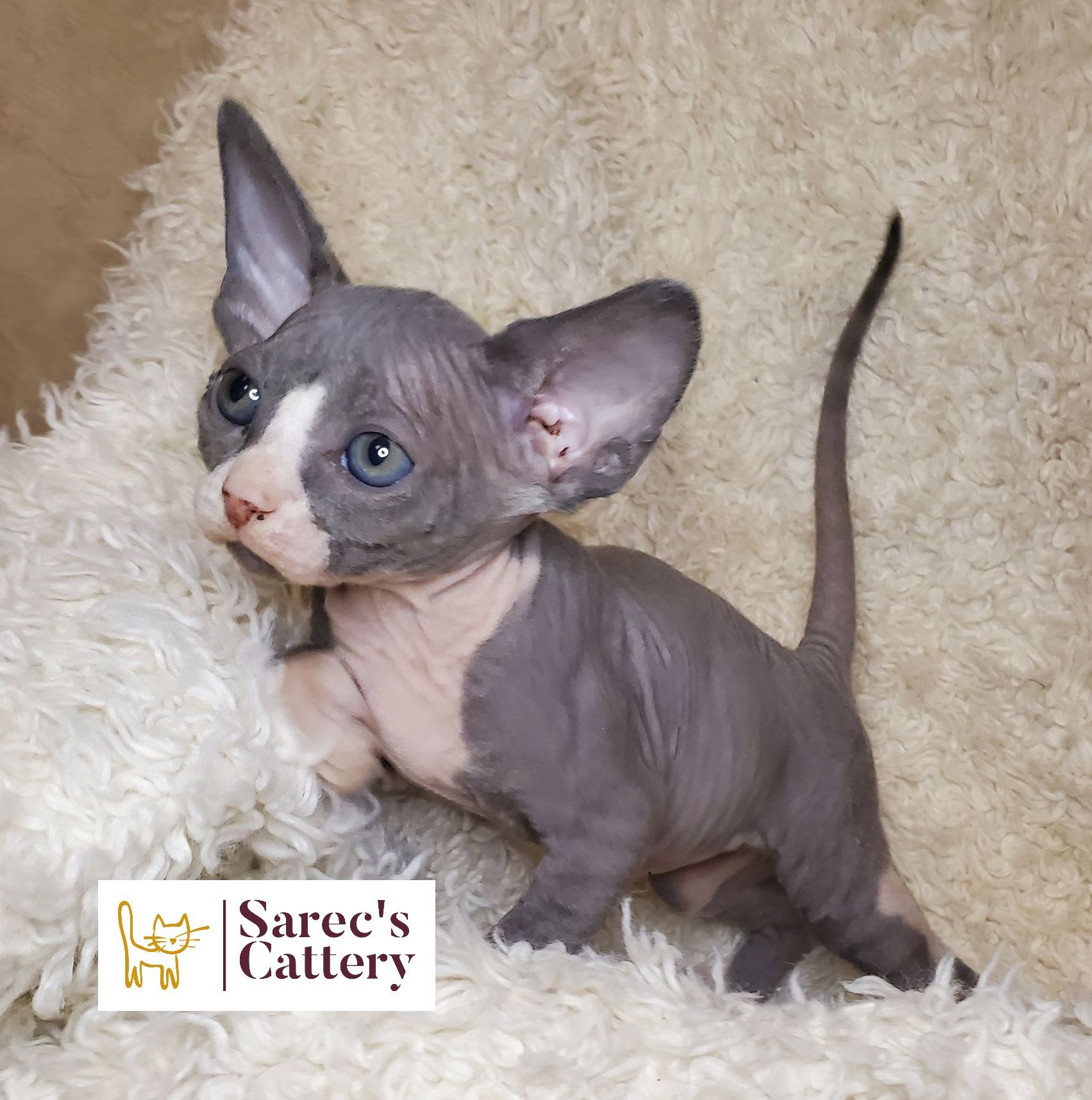 Sphynx kitten in blanket with tail up