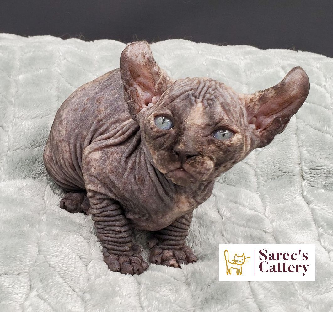 Sphynx kitten on blanket with curled ears