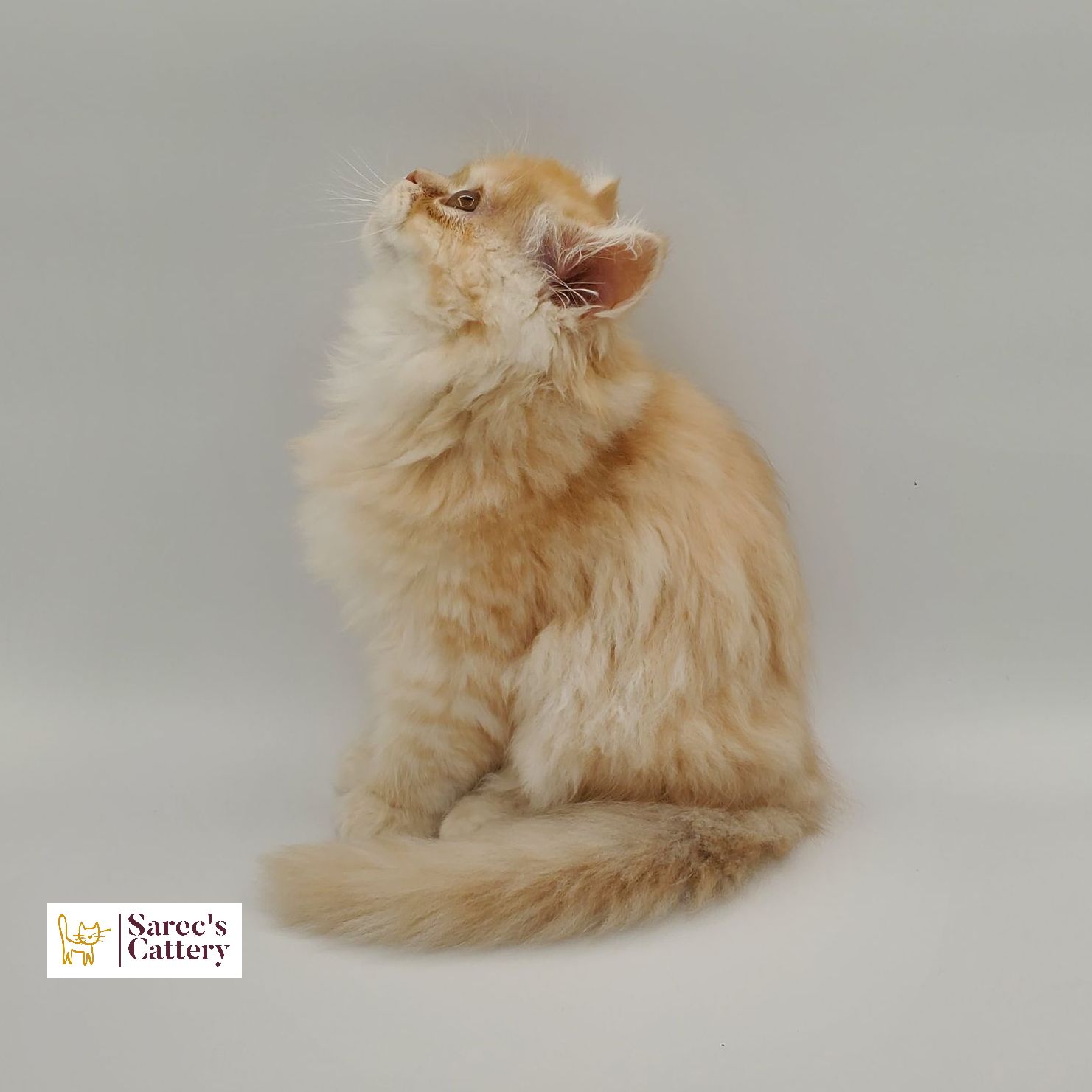 Dilute Red Persian Kitten looking up