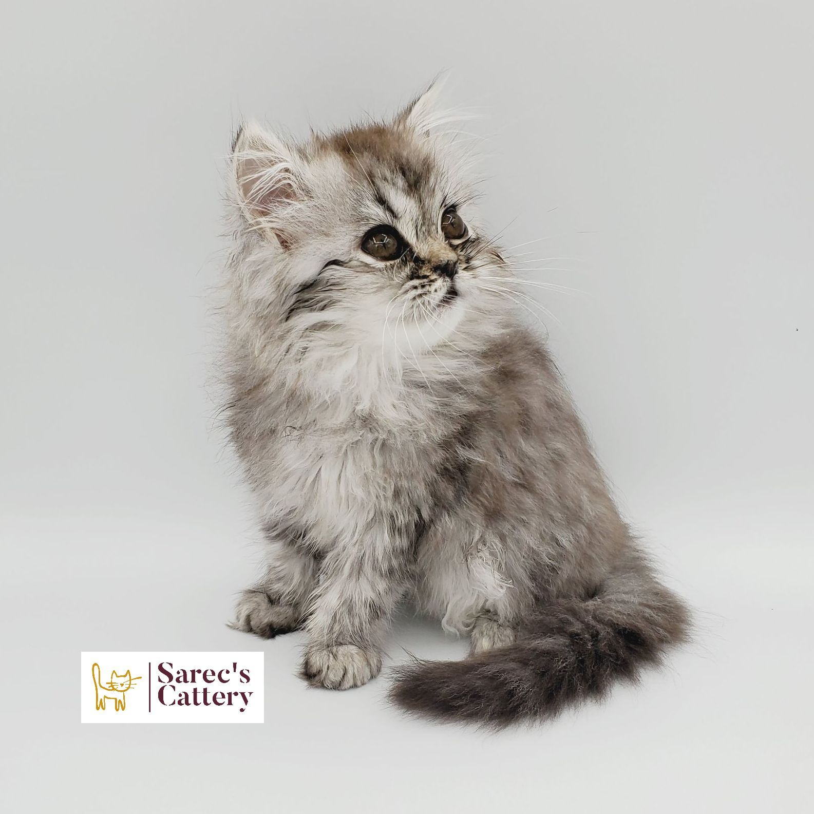 Silver-shaded Persian kitten looking right
