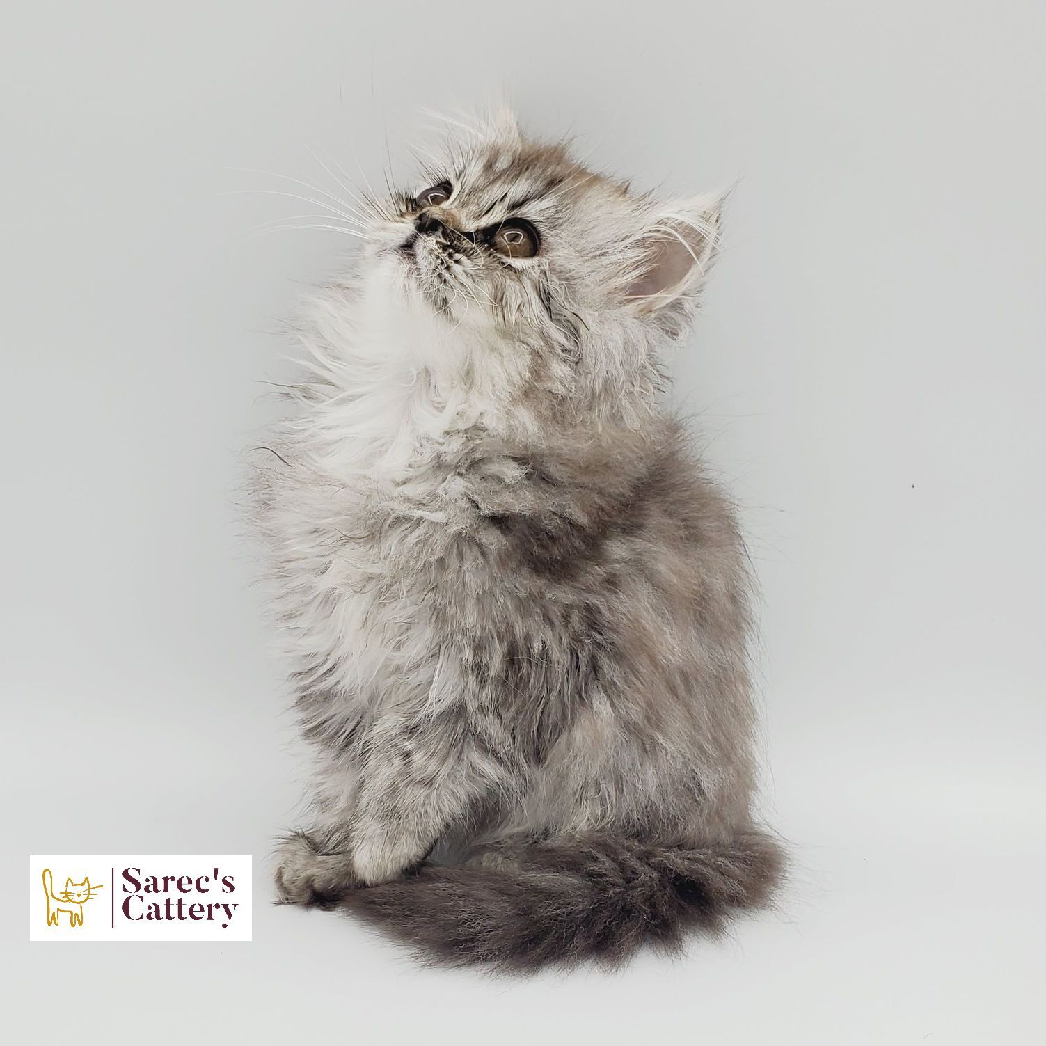 Silver-shaded Persian kitten looking up