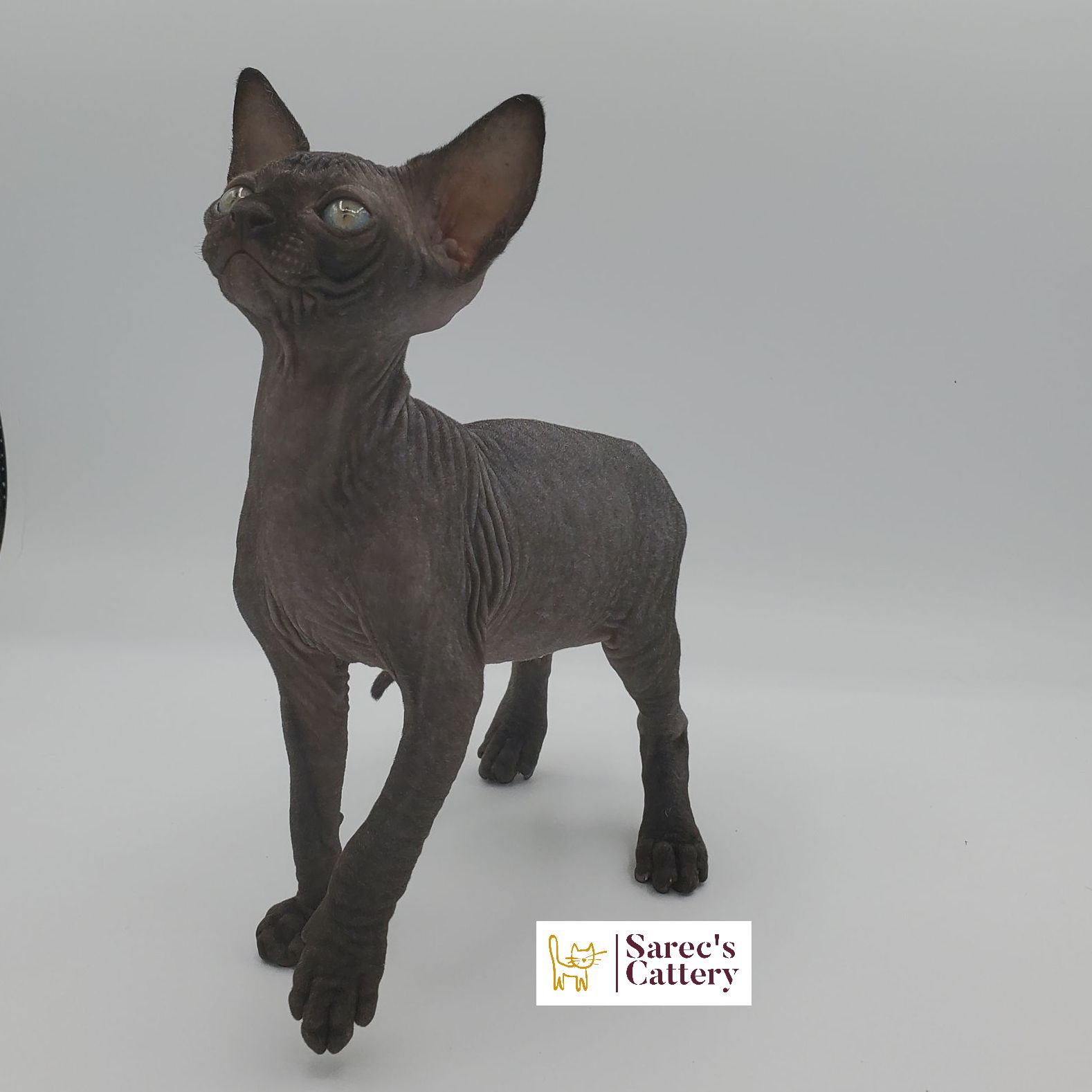 Black Sphynx female kitten standing looking left