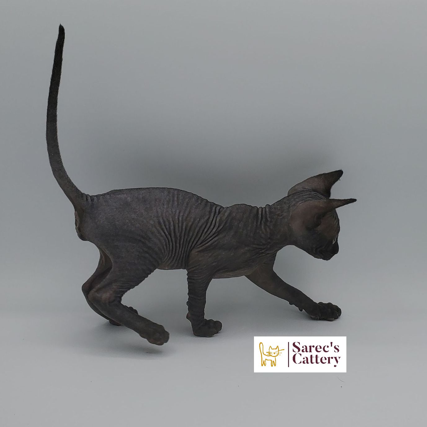 Black Sphynx female kitten standing crouched down