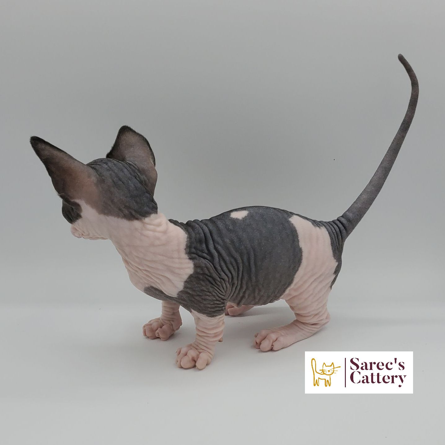 Bi-color Bambino male kitten standing from the back