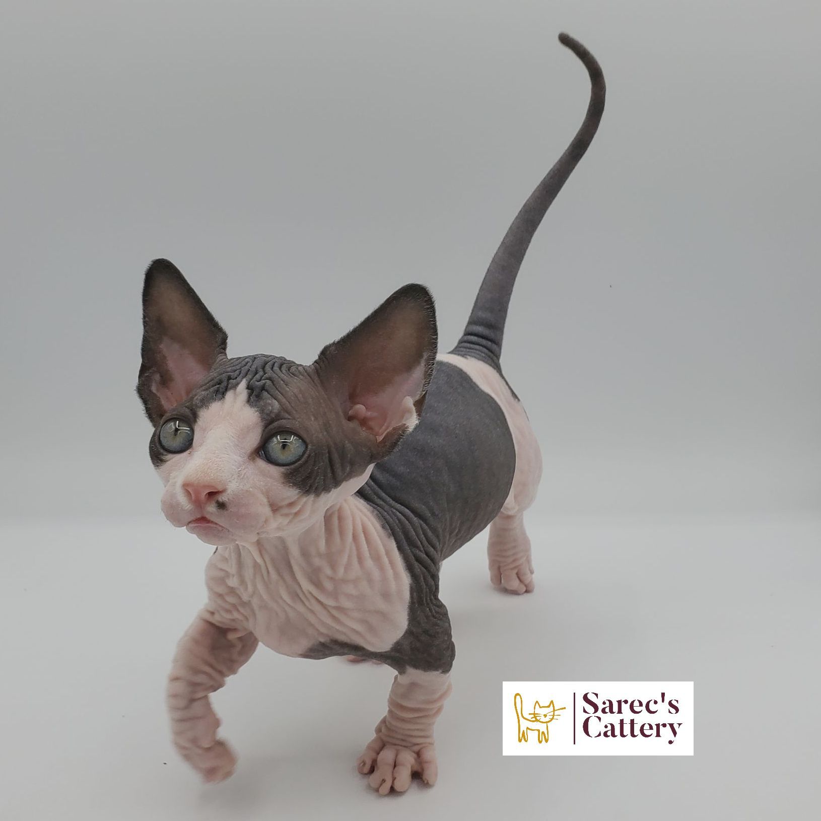 Bi-color Bambino male kitten standing and looking up with left paw up