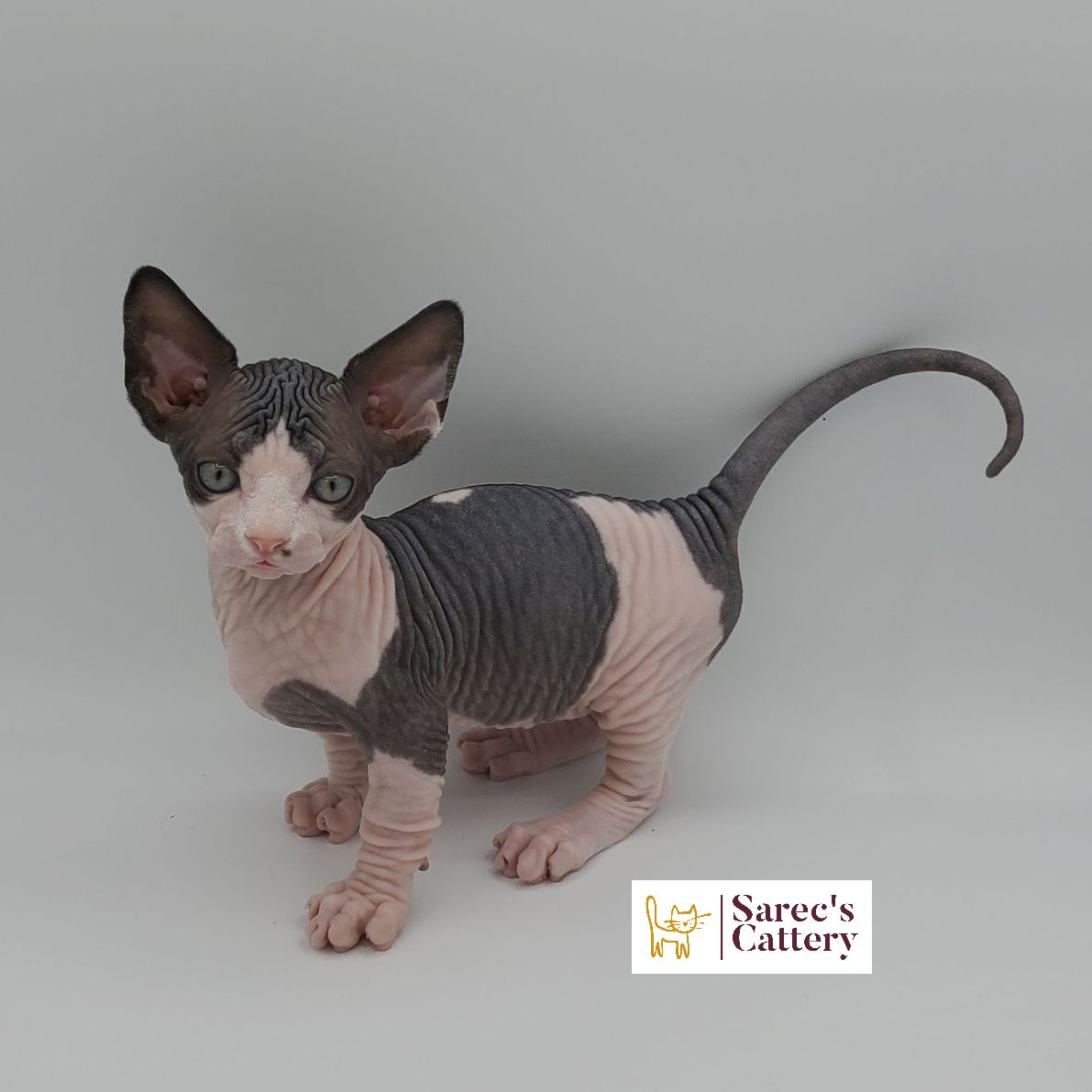 Bi-color Bambino male kitten standing and looking up with right paw up