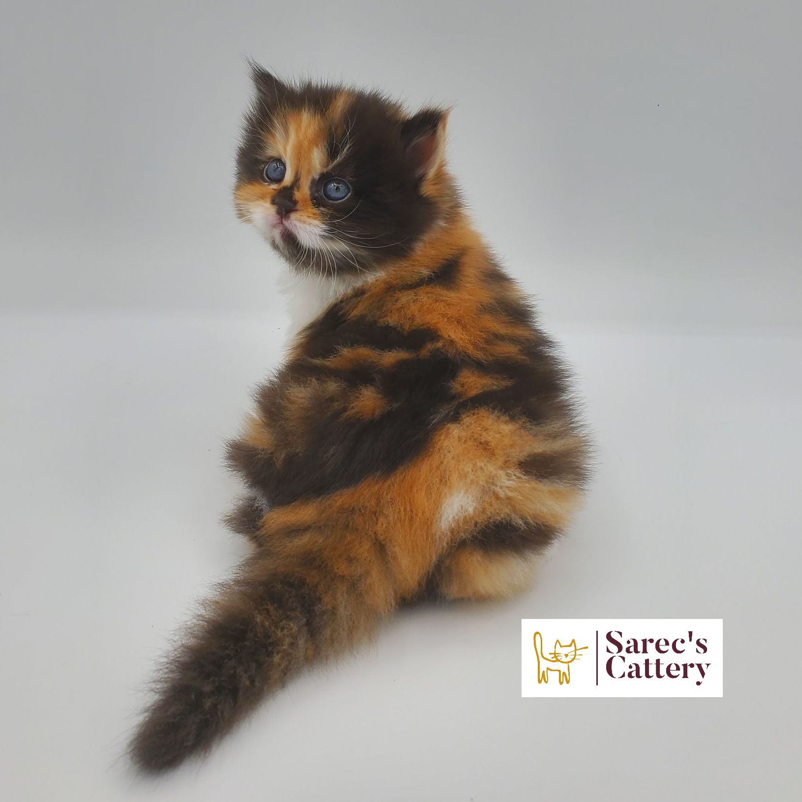 Calico female doll faced Persian kitten looking back