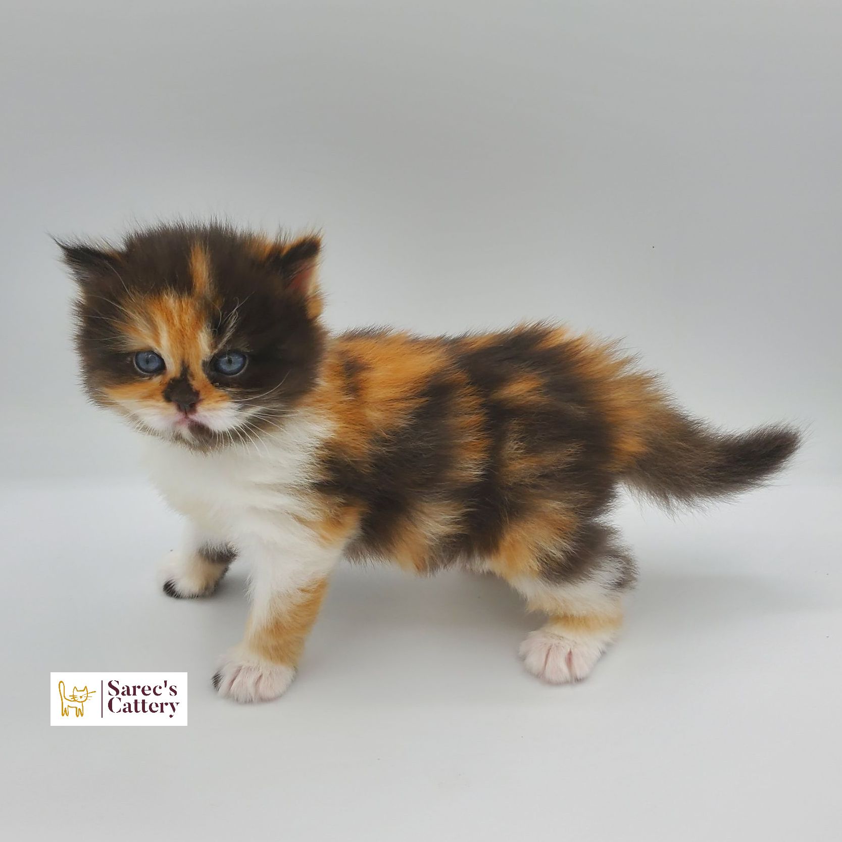 Calico female doll faced Persian kitten from the side