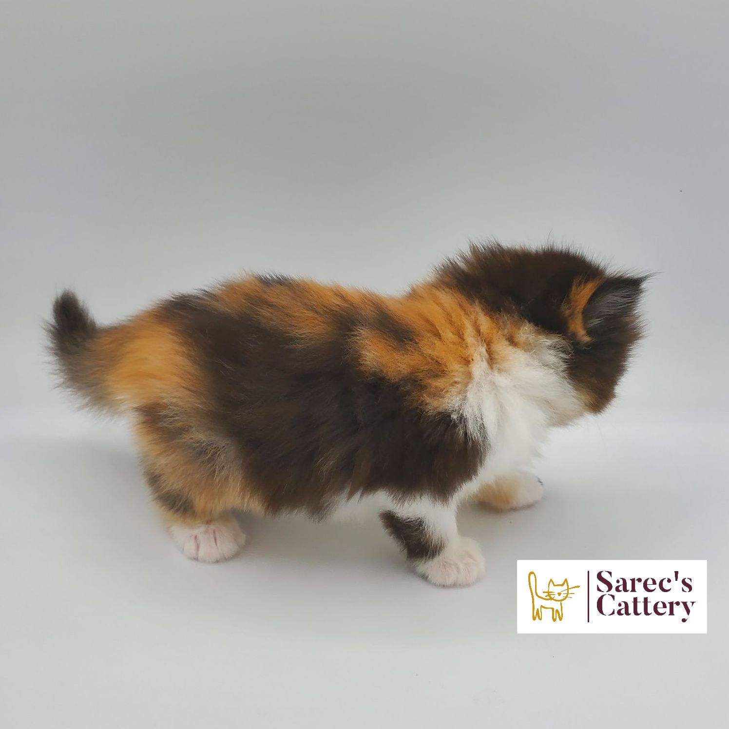 Calico female doll faced Persian kitten looking back and from the side