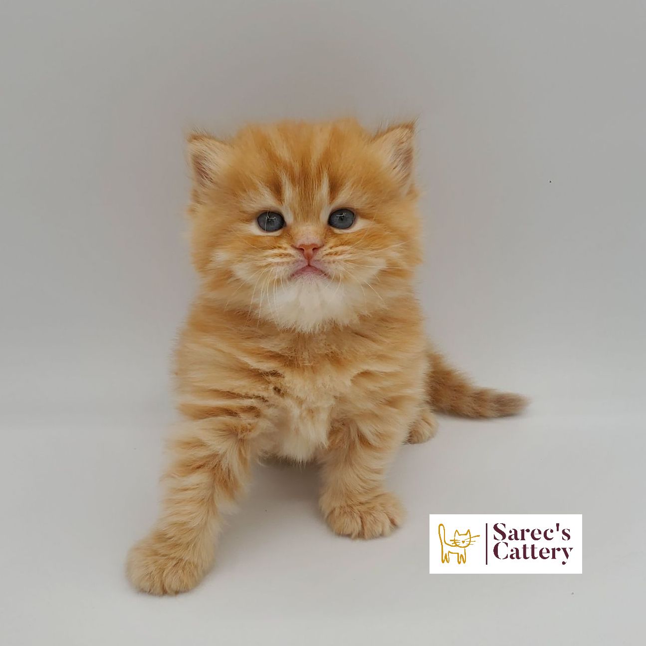 Red male doll faced Persian kitten with leg out