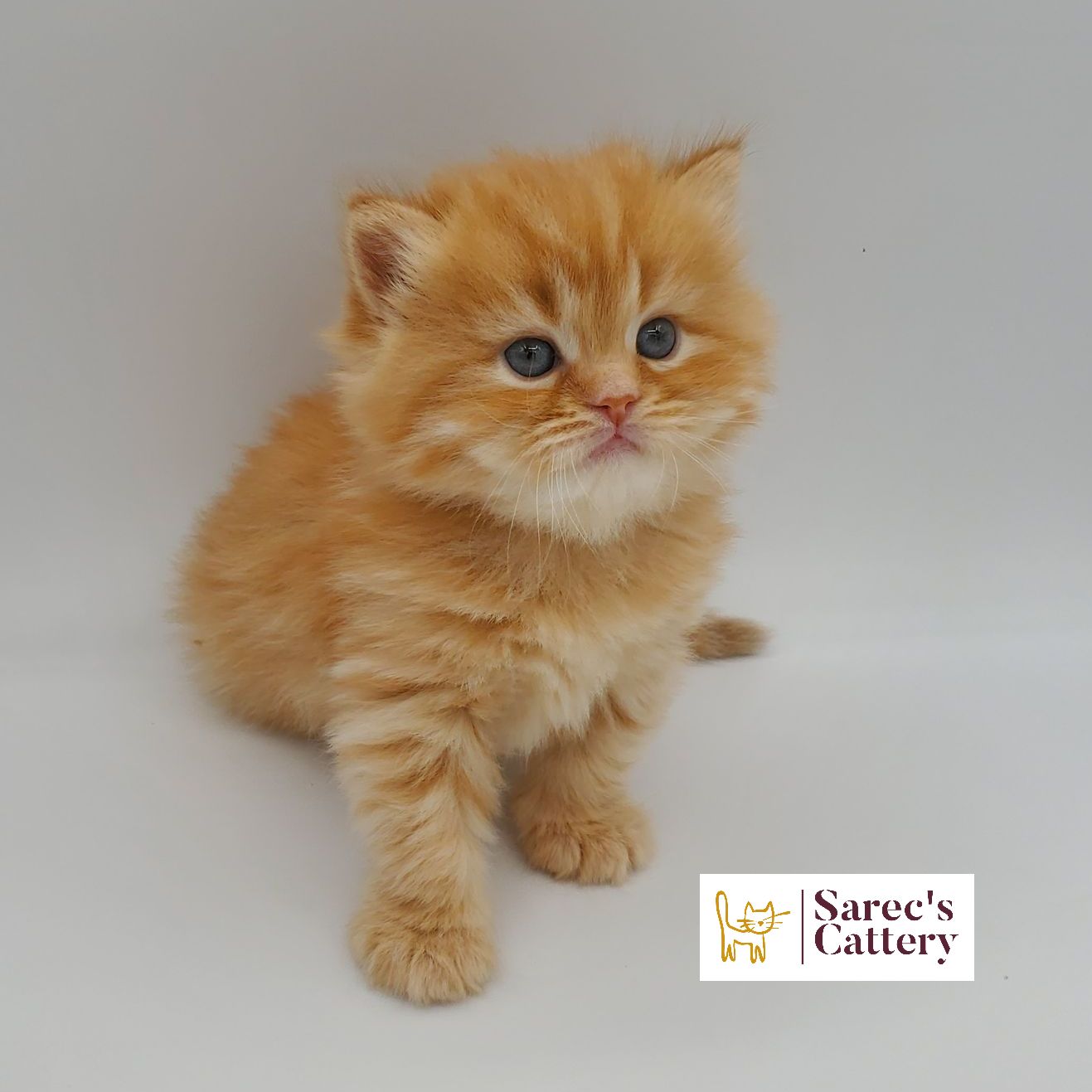 Red male doll faced Persian kitten with leg out from an angle