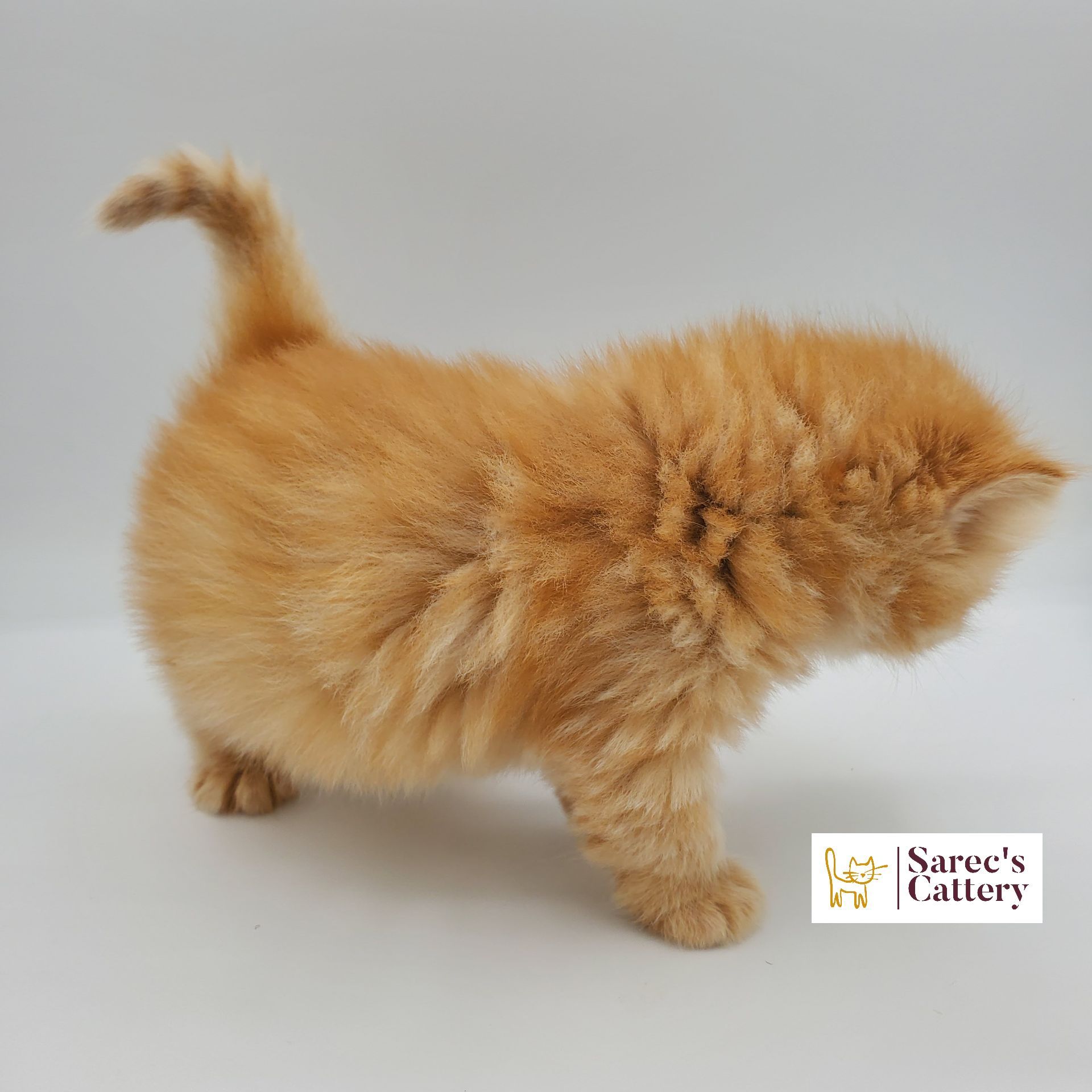 Side view of male doll faced Persian kitten