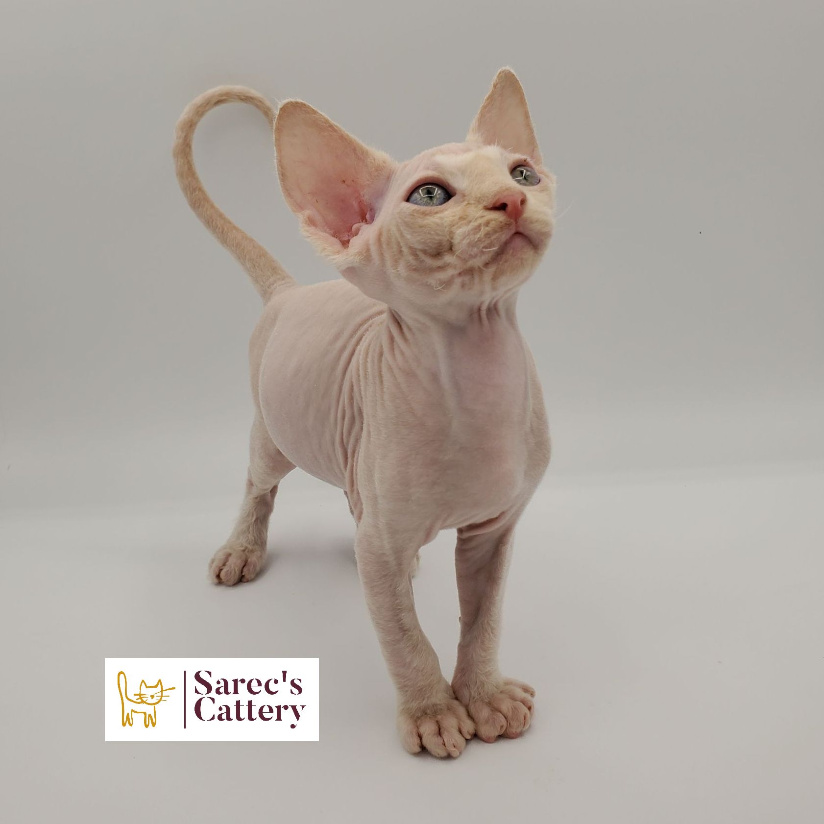 Cream colored Sphynx kitten standing with head up