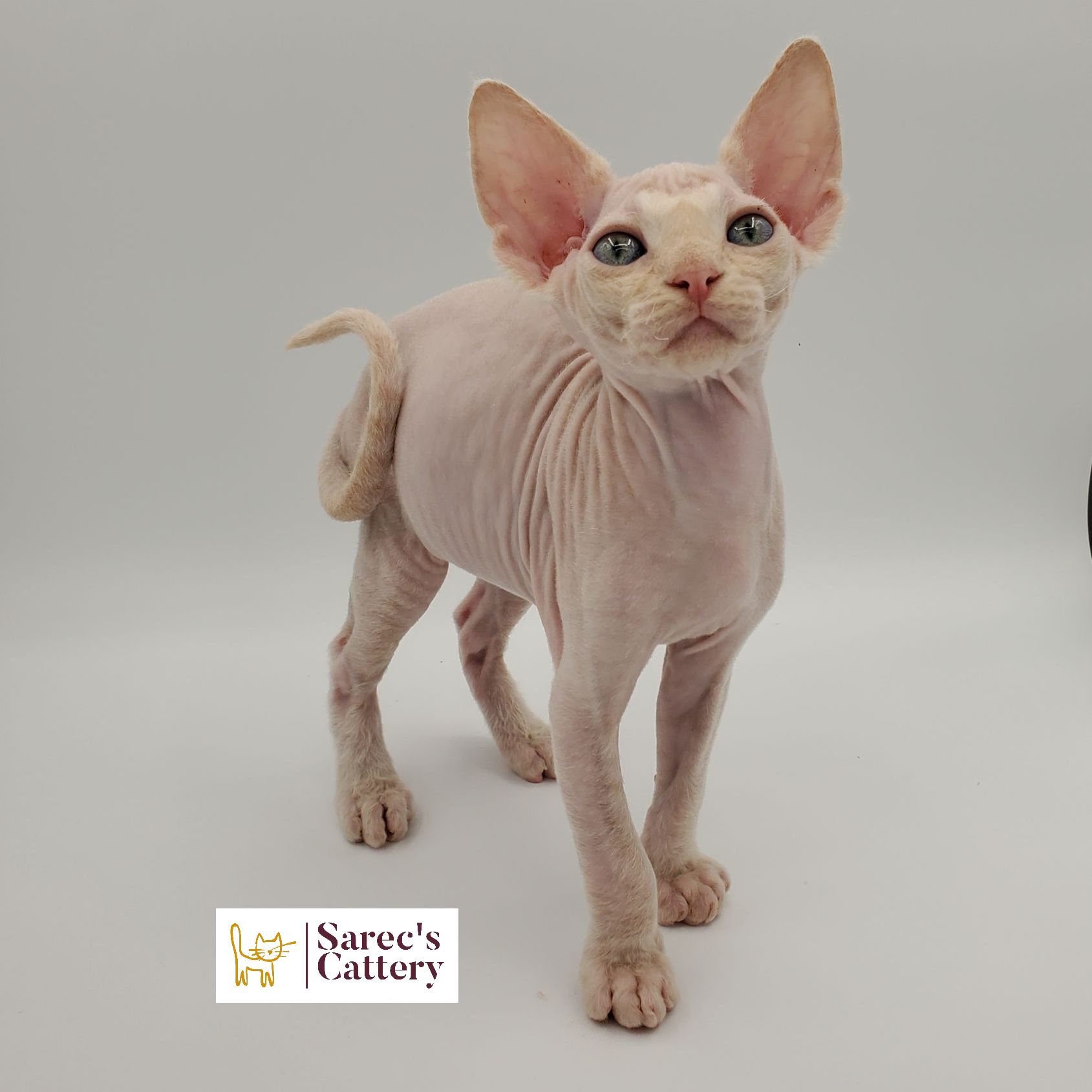 Cream colored Sphynx kitten standing