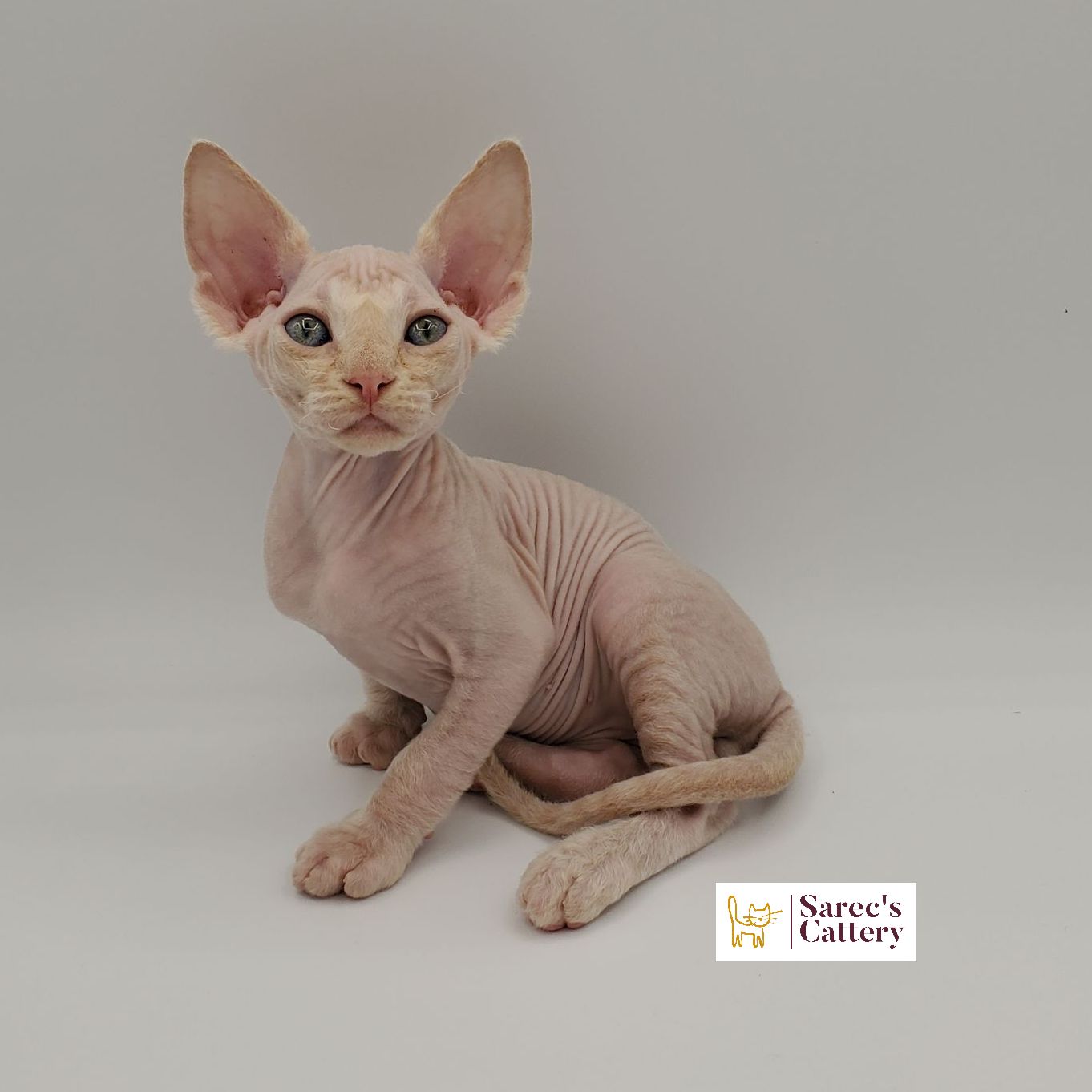 Cream colored Sphynx kitten sitting looking forward