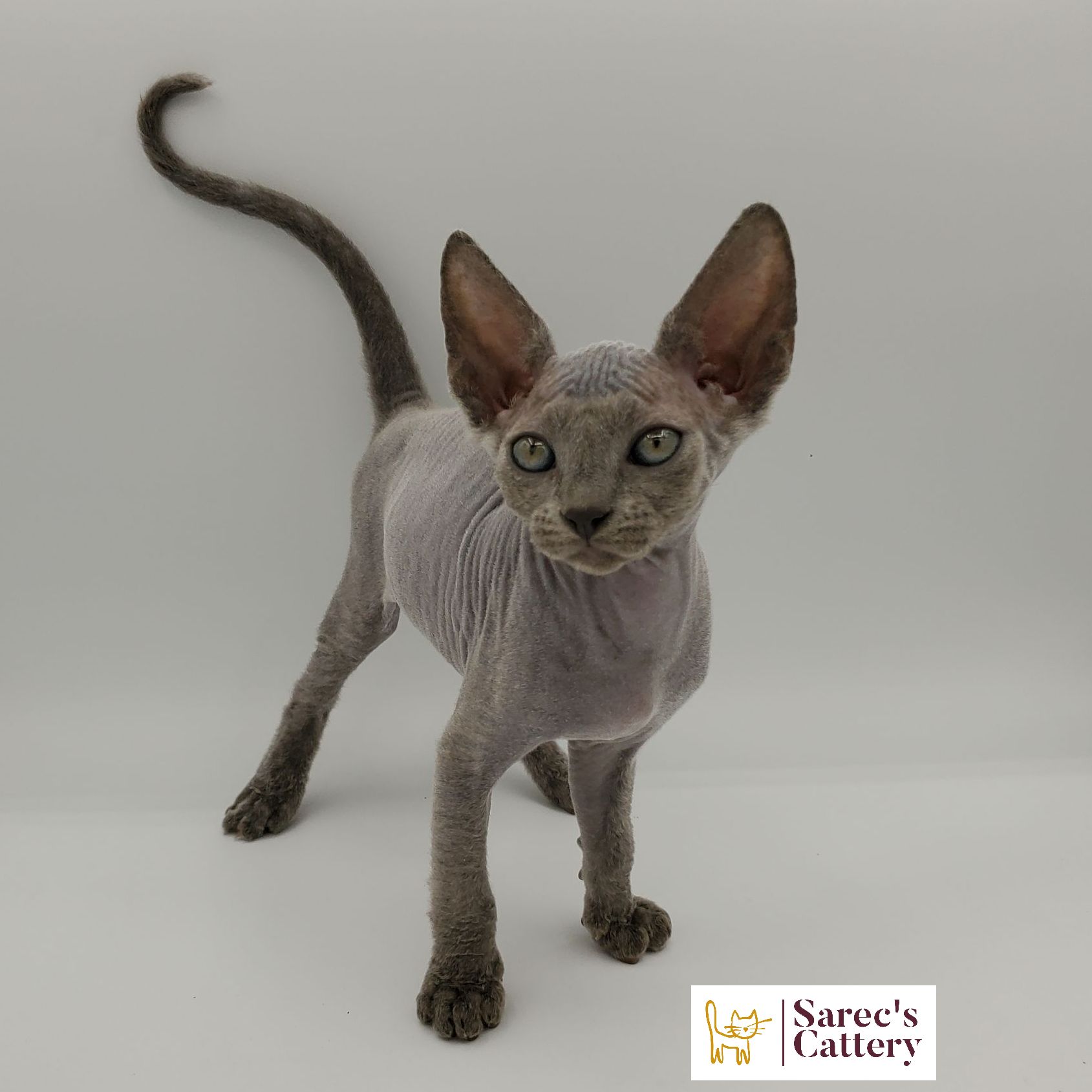 Blue colored Sphynx kitten standing wide legged