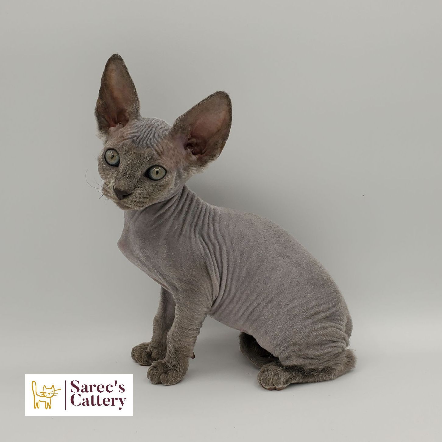 Blue colored Sphynx kitten sitting looking forward