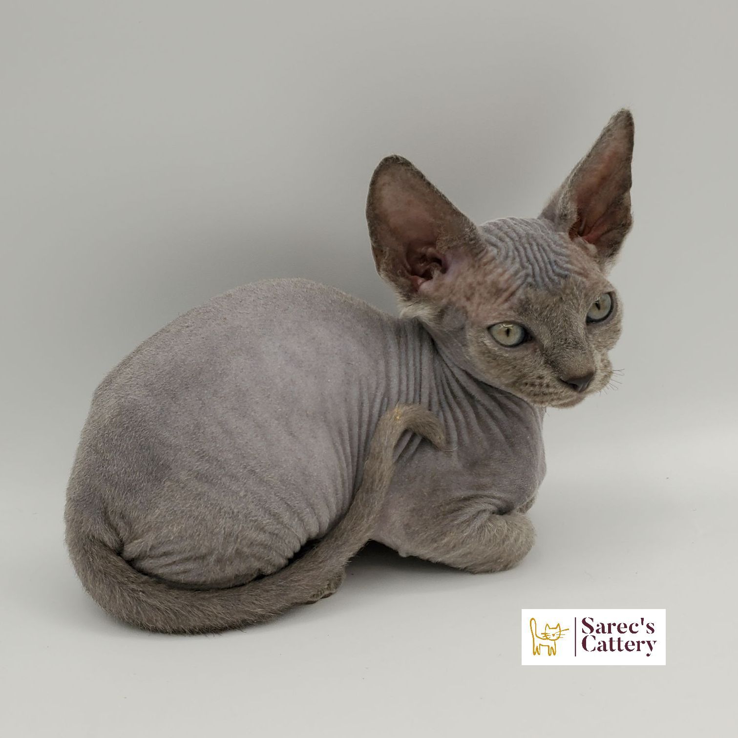 Blue colored Sphynx kitten laying down
