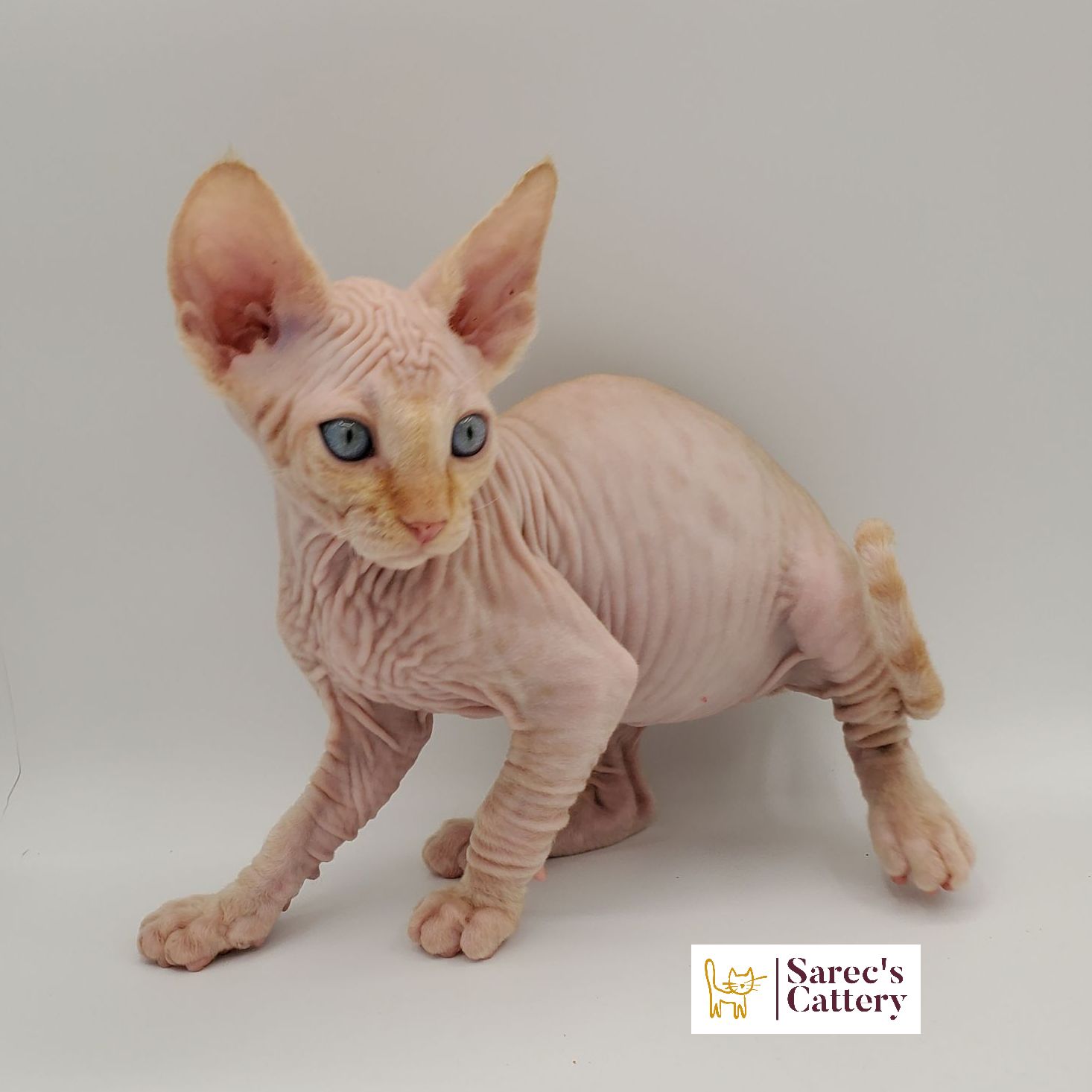 Orange colored Sphynx kitten getting ready to side pounce