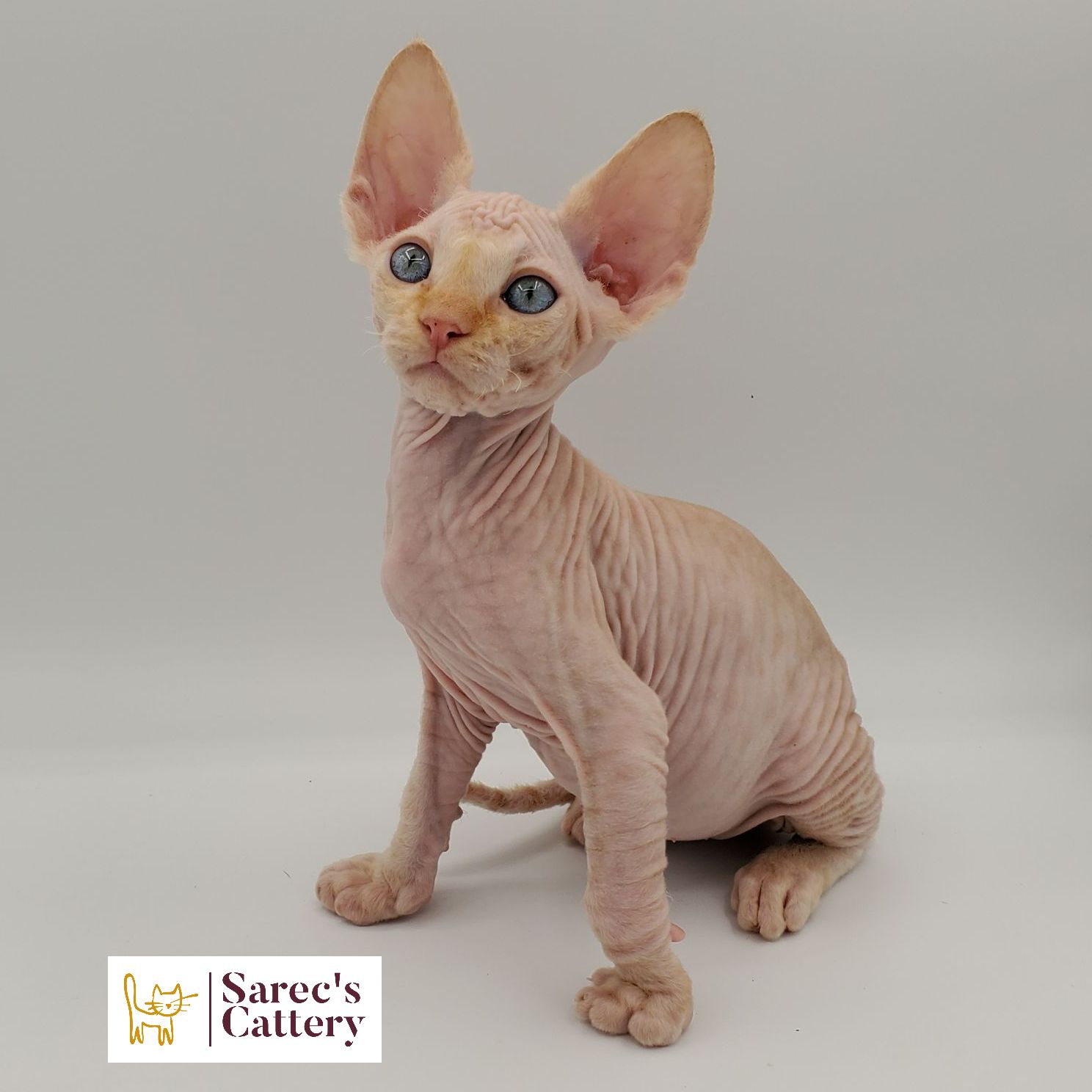 Orange colored Sphynx kitten sitting looking up