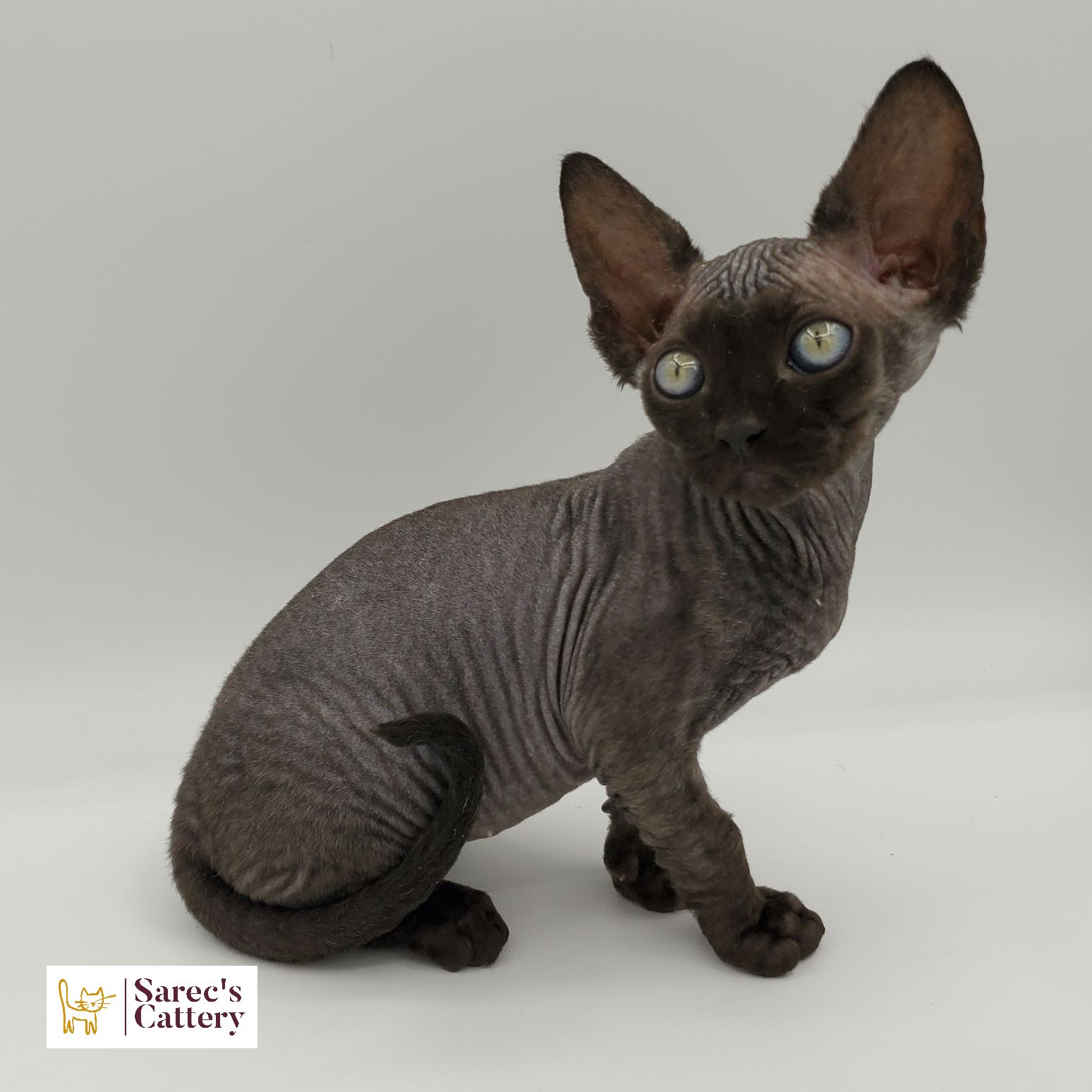 Black colored Sphynx kitten siting looking left 