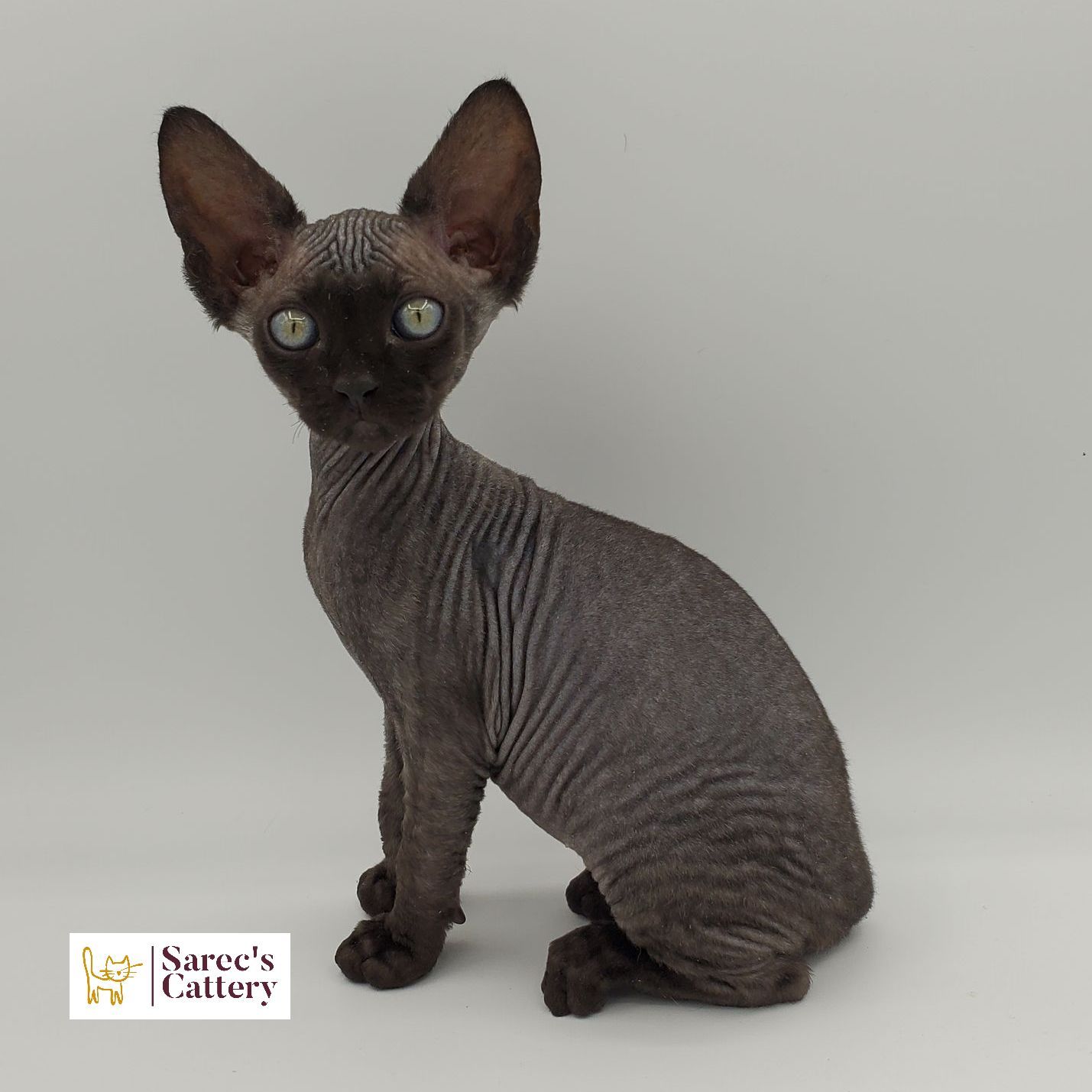 Black colored Sphynx kitten siting to the side