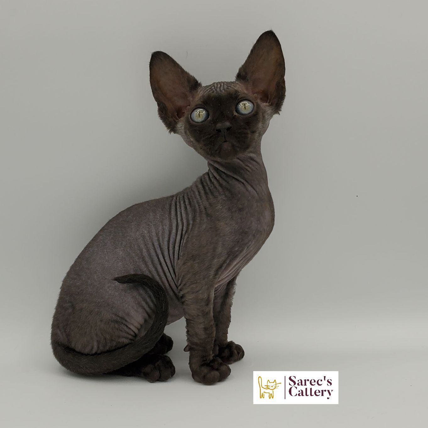 Black colored Sphynx kitten siting looking straight