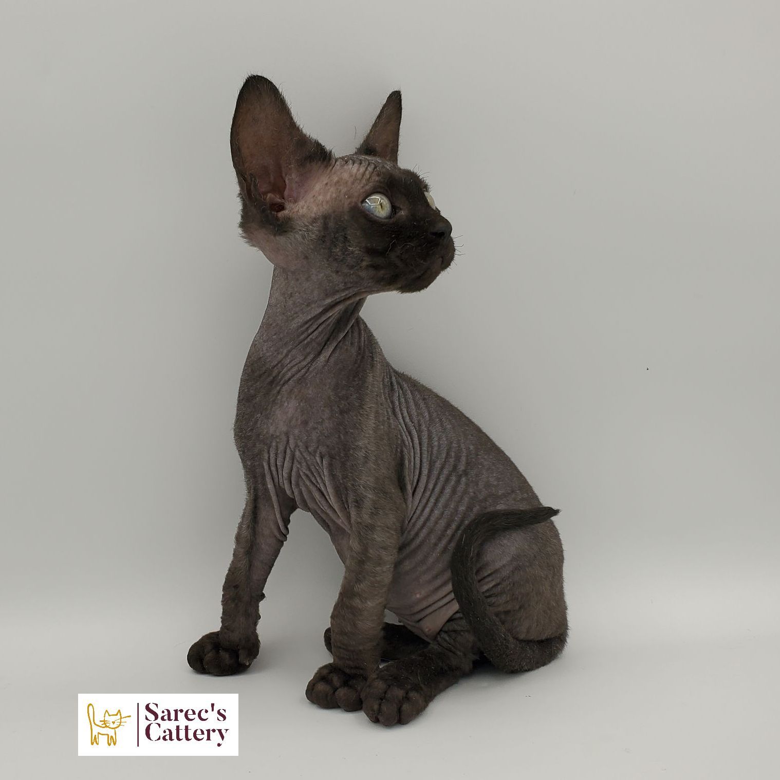Black colored Sphynx kitten siting looking right