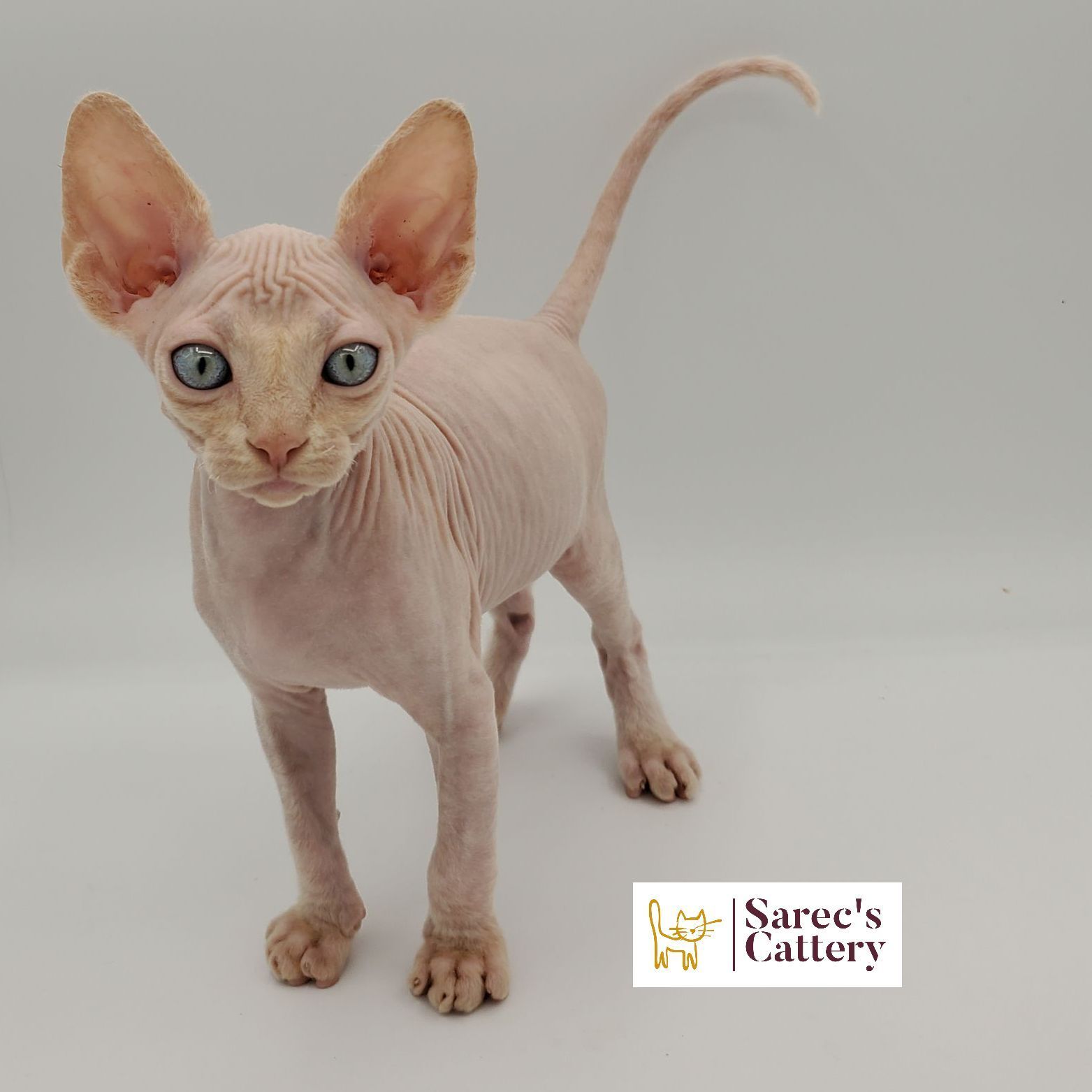 Sphynx kitten looking right at you
