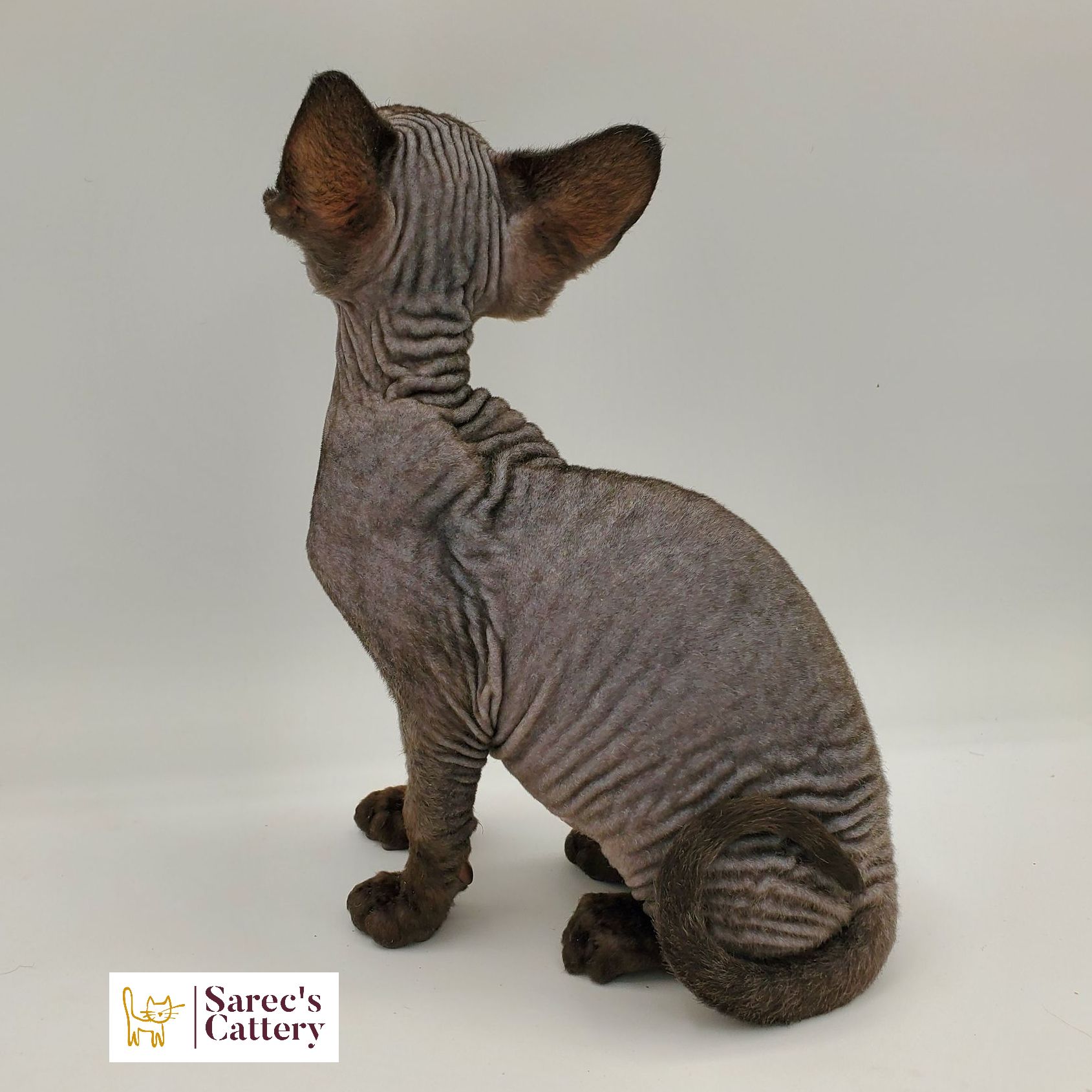 Black-pointed Sphynx kitten sitting from the back