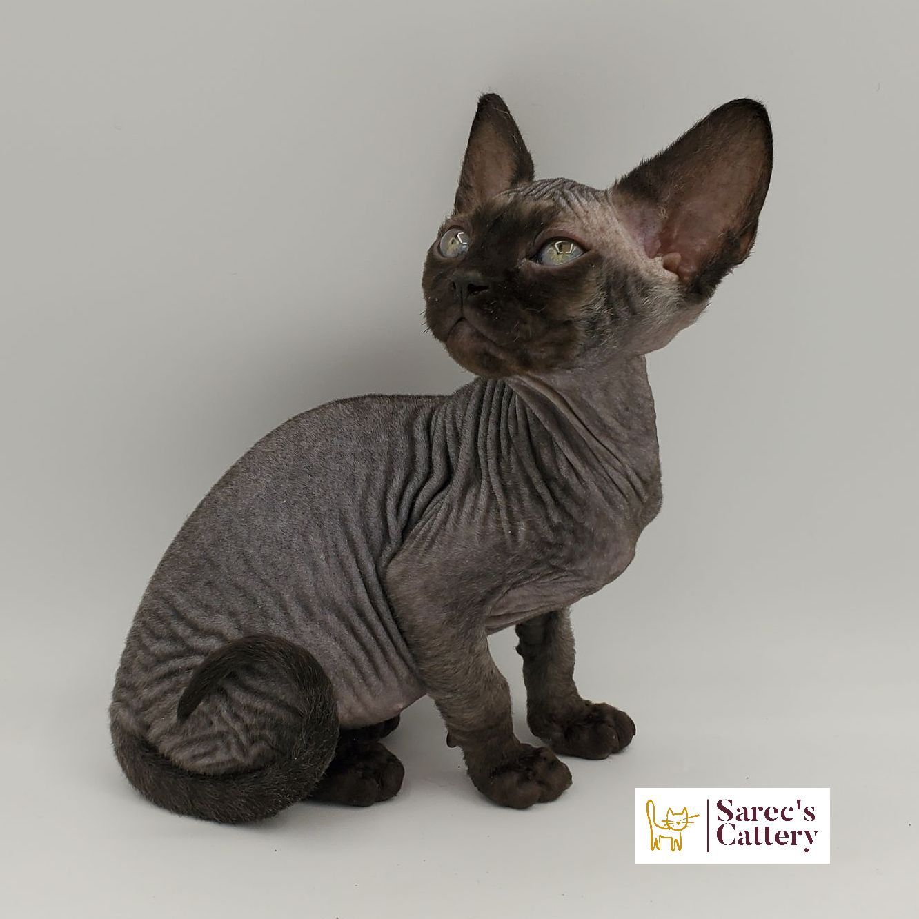 Black-pointed Sphynx kitten sitting looking to the left