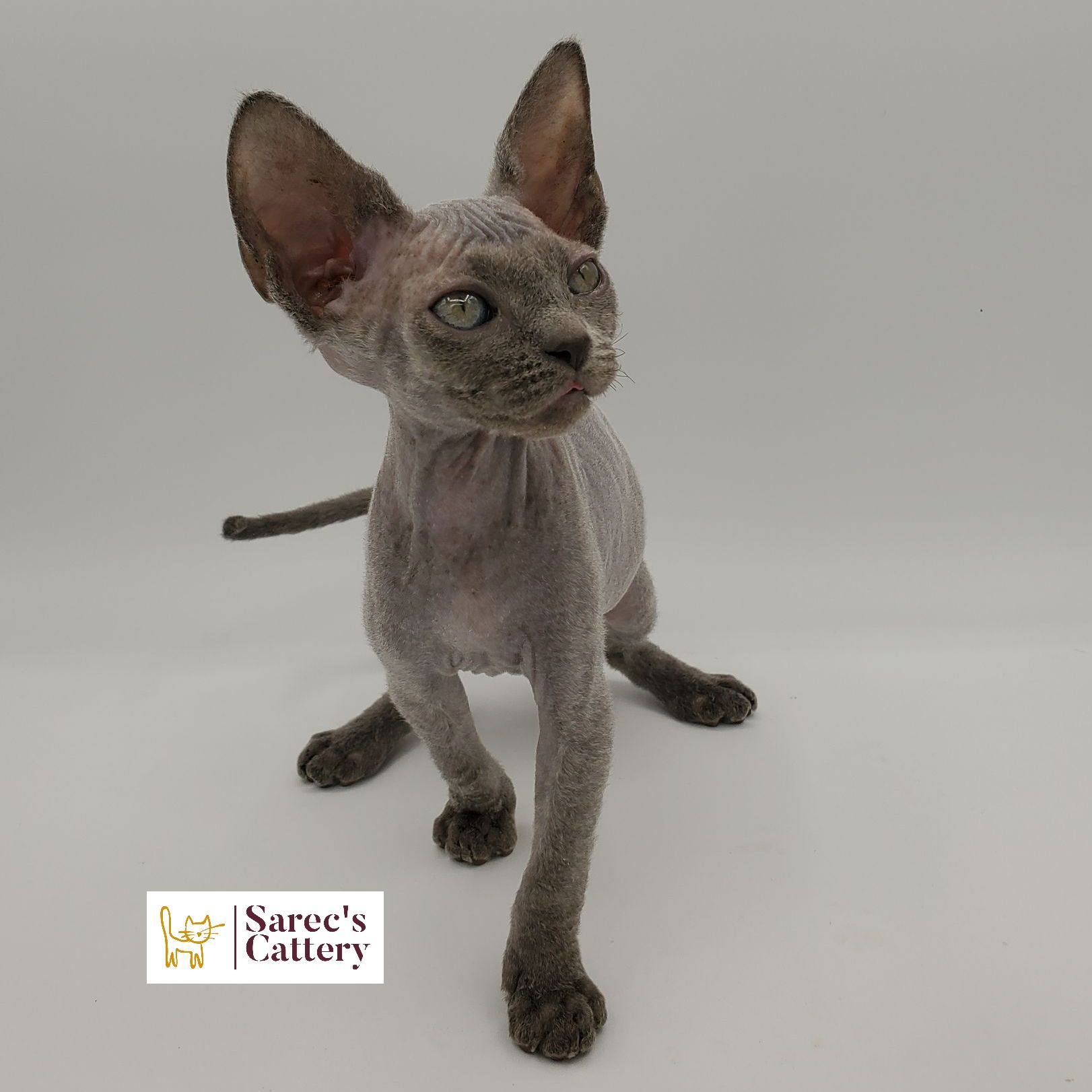 Blue Sphynx kitten standing