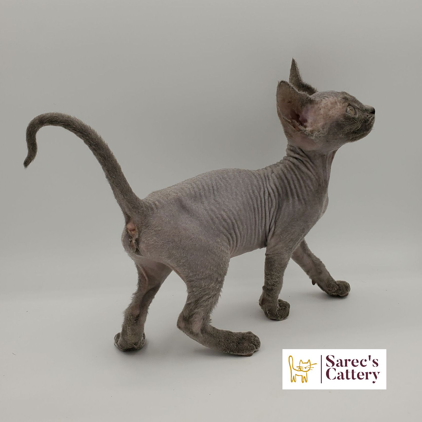 Blue Sphynx kitten standing looking to the side