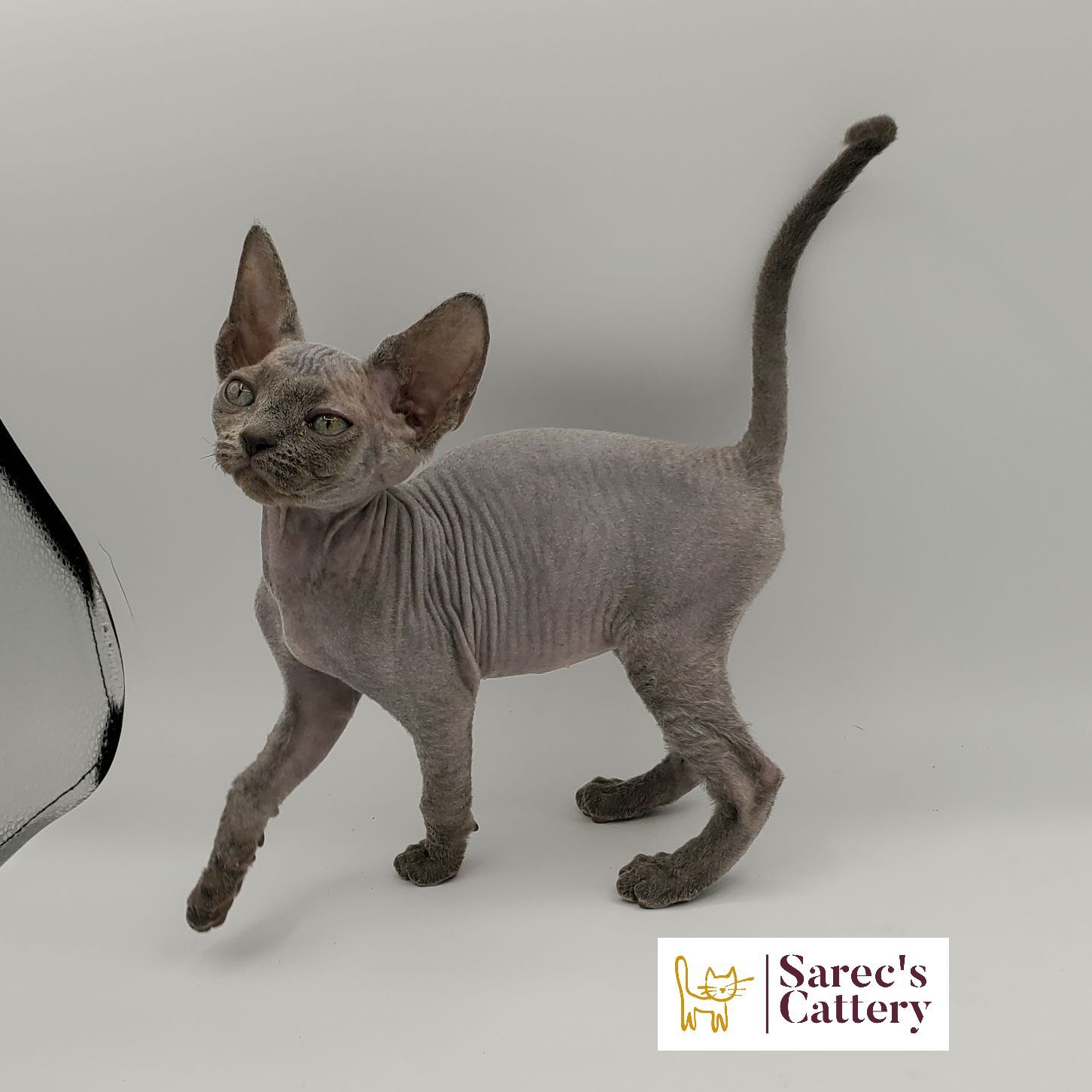 Blue Sphynx kitten standing with paw up
