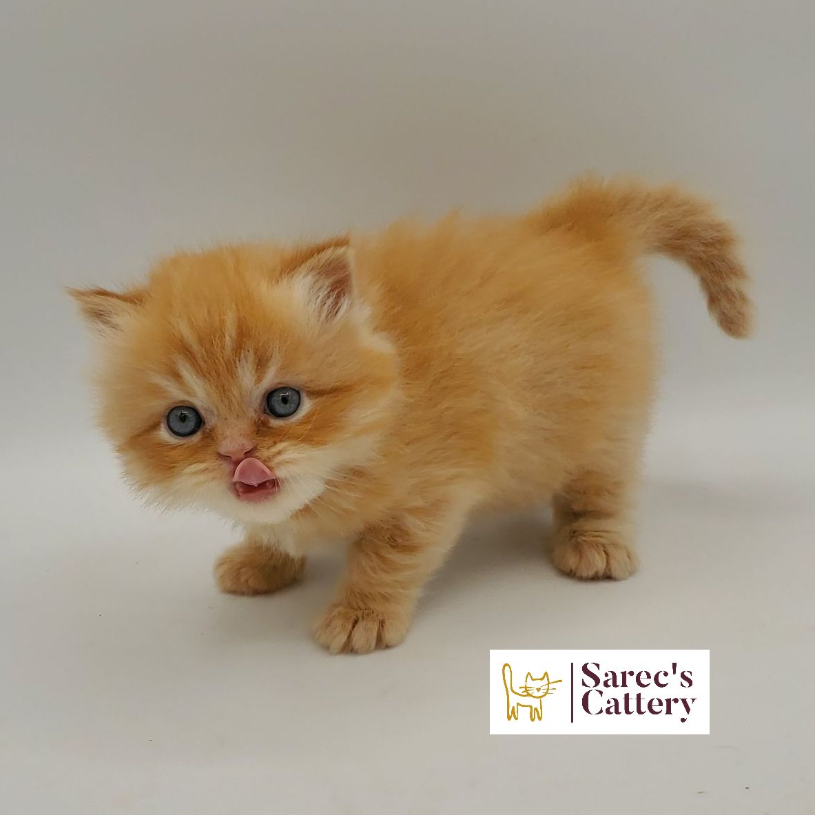 red male Persian kitten with tongue out