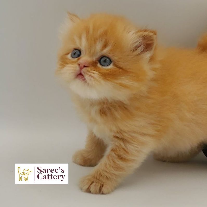 red male Persian kitten looking up