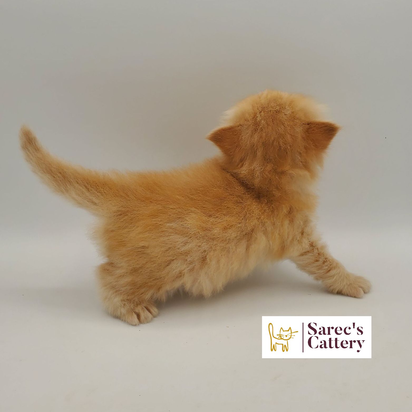 red male Persian kitten from the back