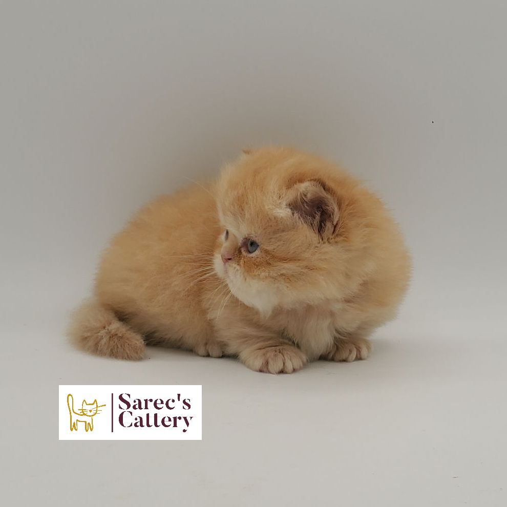 male red Minuet munchkin Persian kitten looking off to the side