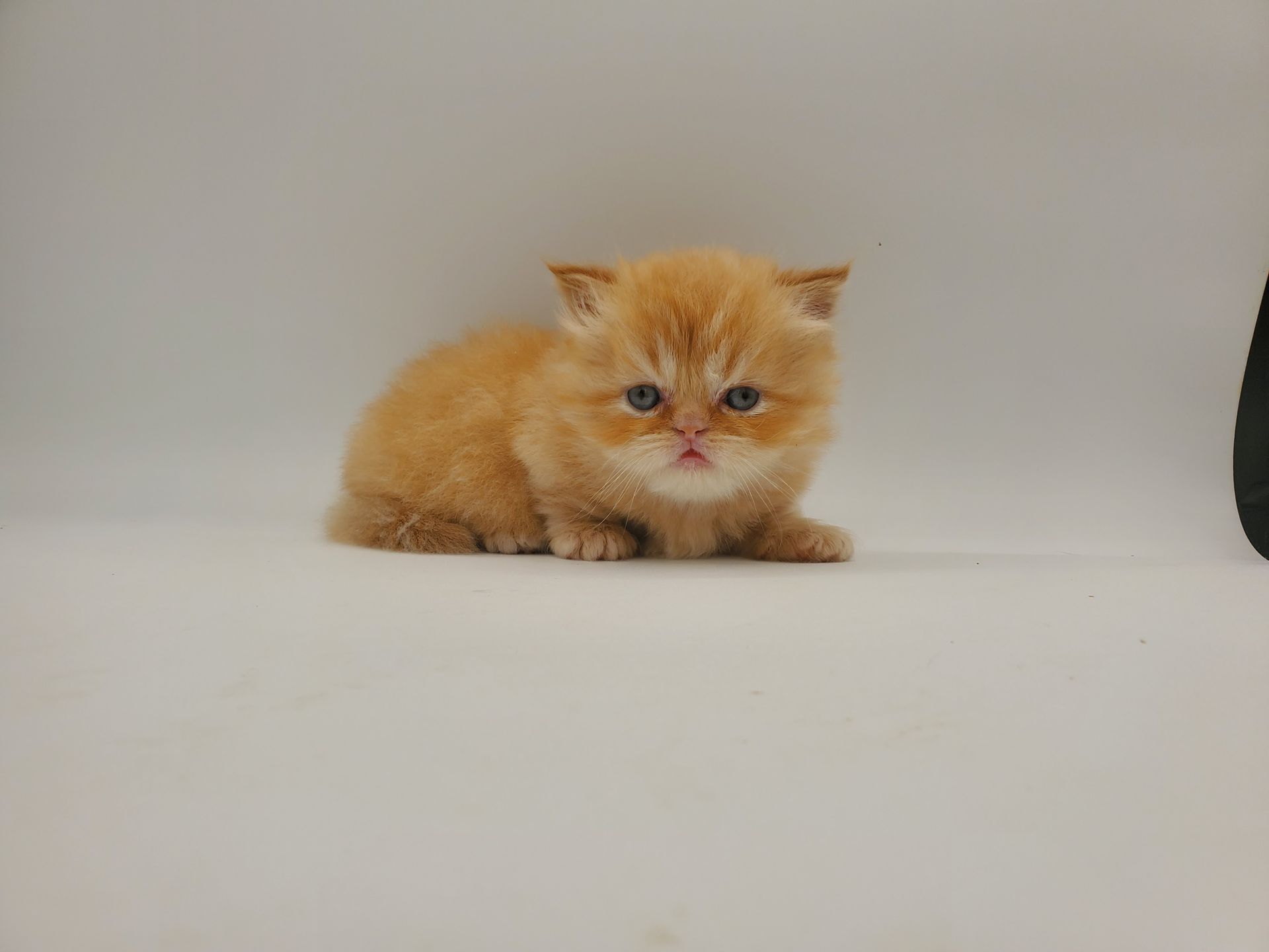 orange munchkin Minuet kitten