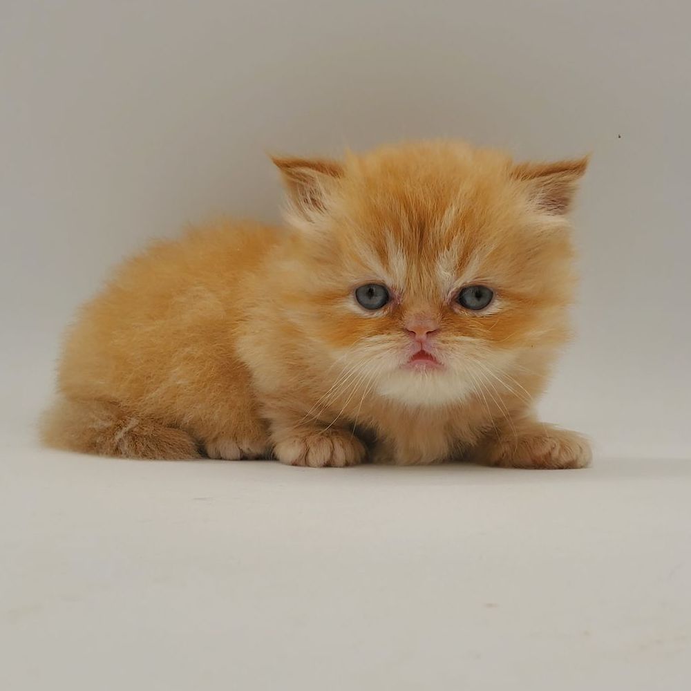 orange minuet male munhckin kitten