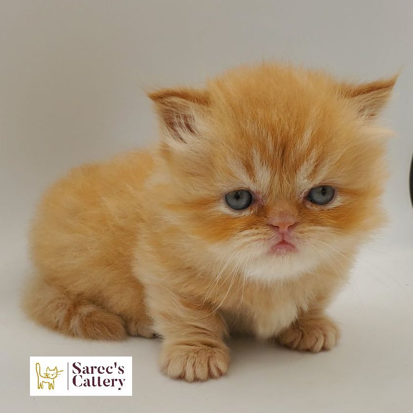 male red Minuet munchkin Persian kitten sitting